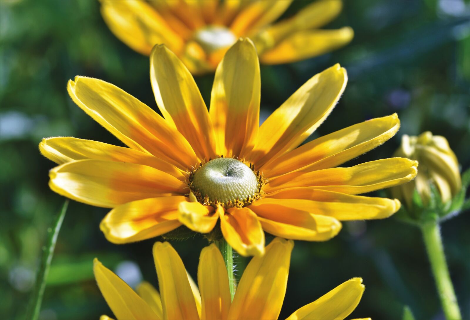 Nikon D7200 sample photo. High hat, rudbeckia nidita photography