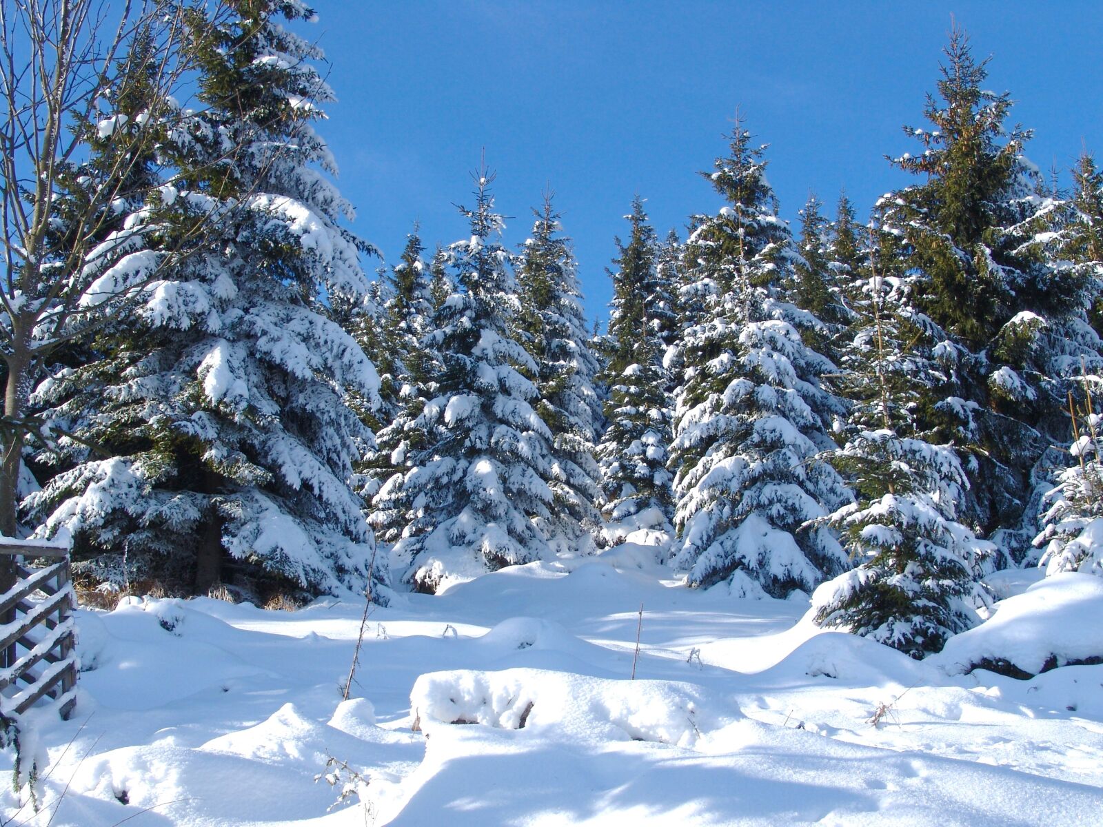 Sony DSC-F828 sample photo. Gosslar, winter, forest photography