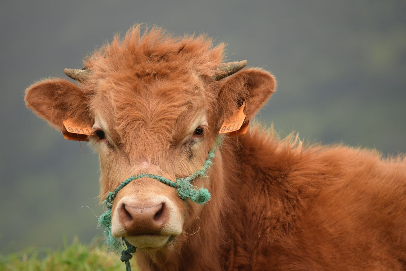 Nikon D3300 sample photo. Calf, bull, livestock photography