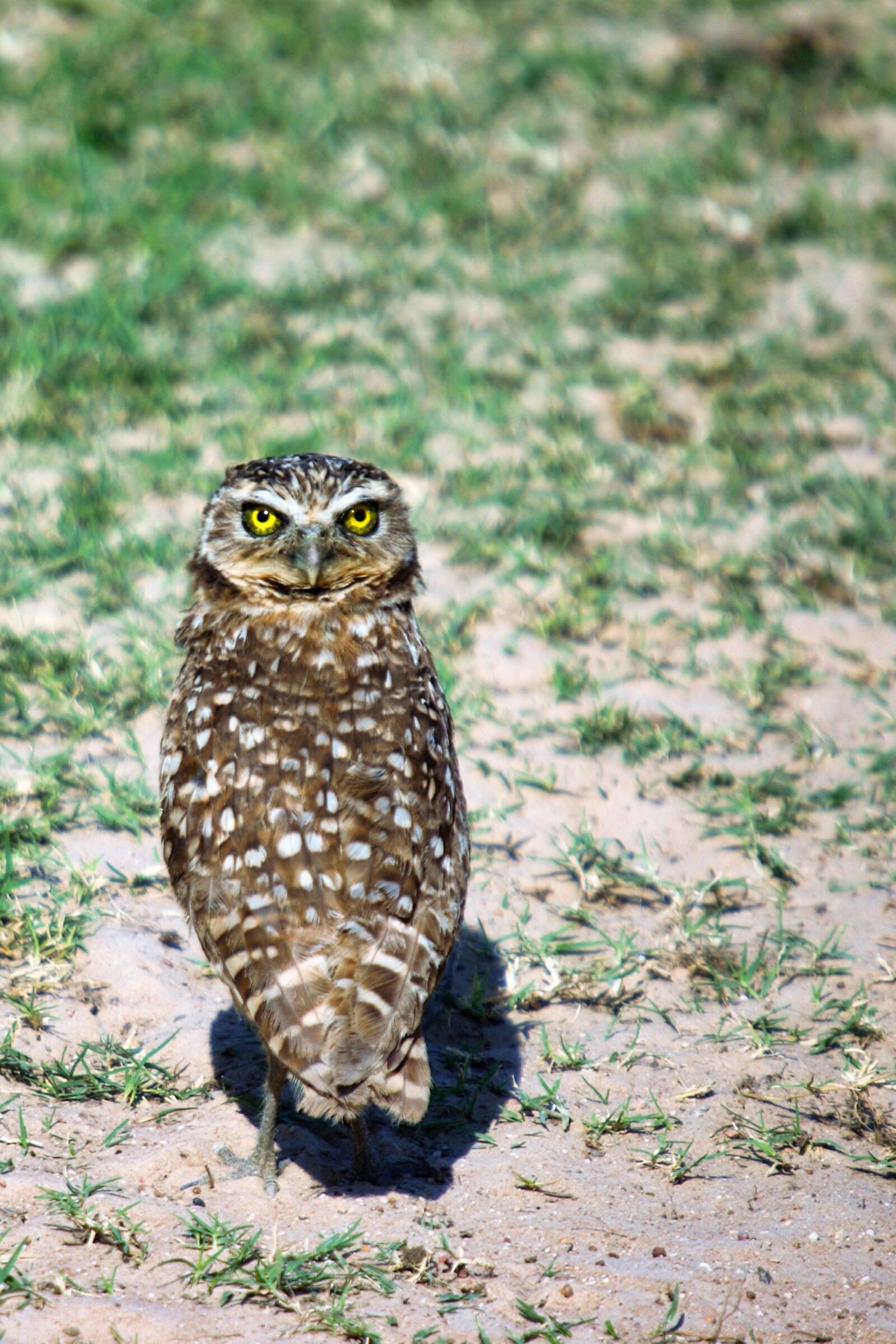 Nikon D70s sample photo. Burrowing owl, owl, birds photography