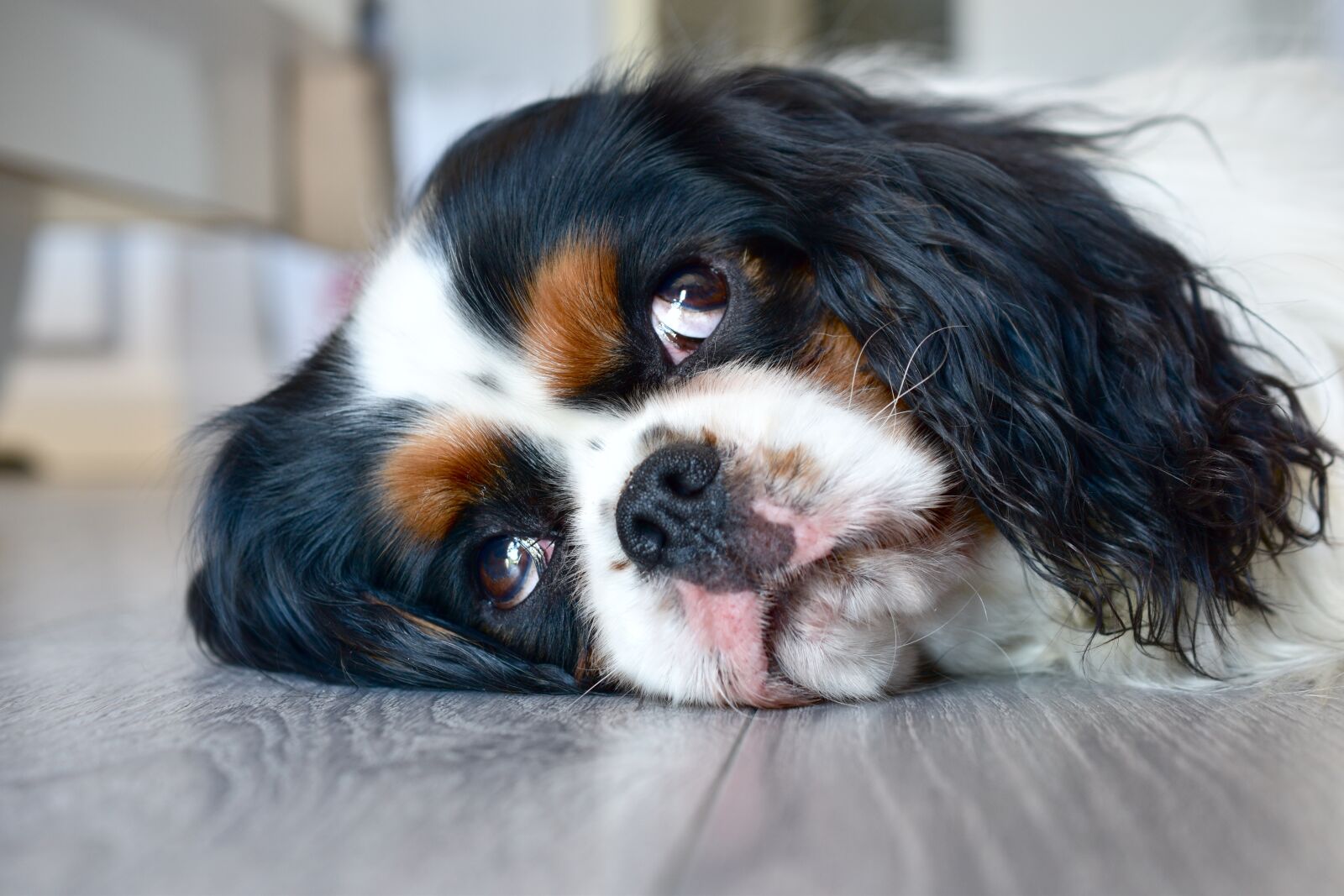 Nikon D5600 sample photo. Dog, cavalier king charles photography