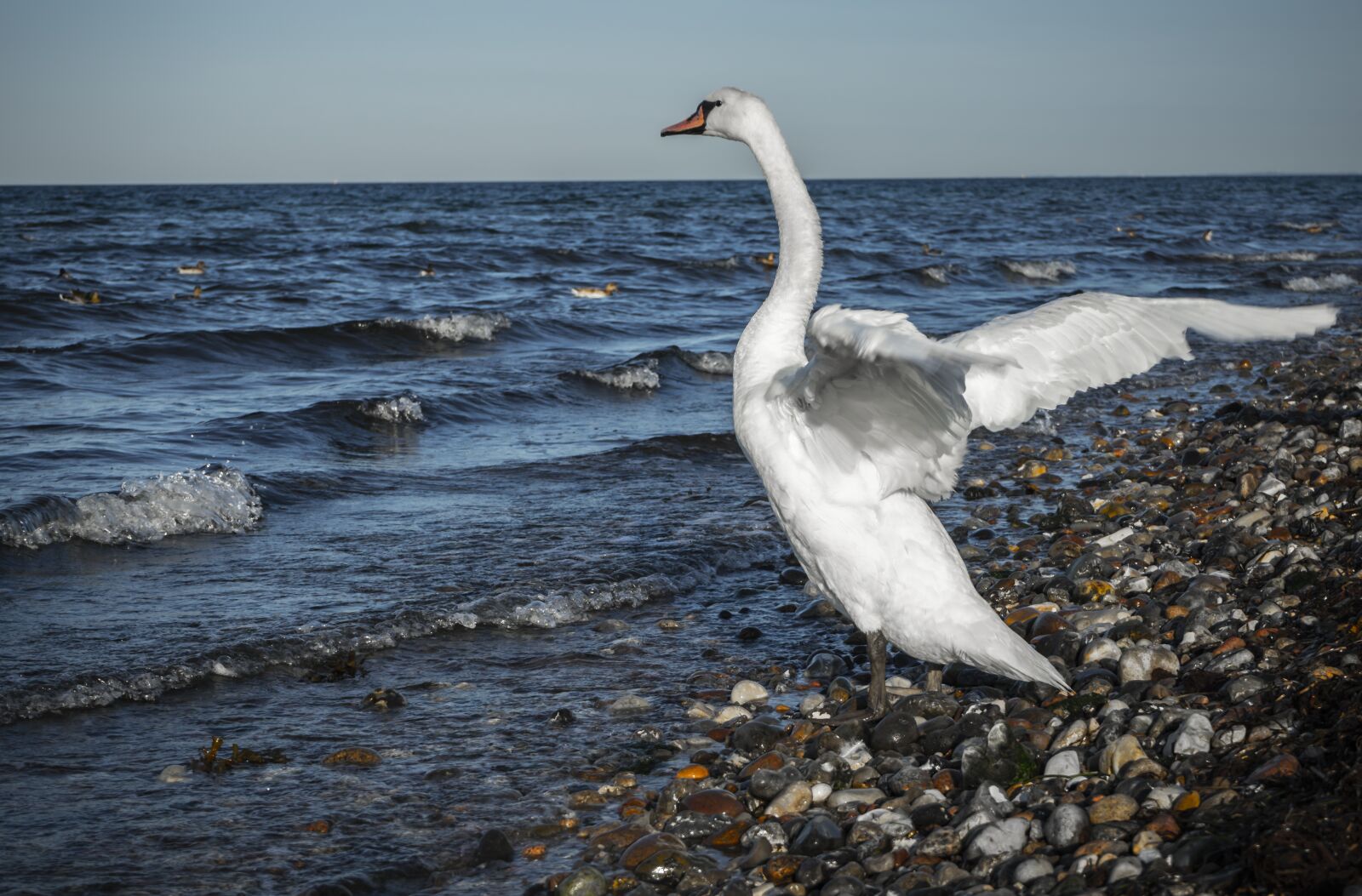 Sony a7 II + Sony FE 28-70mm F3.5-5.6 OSS sample photo. Swan, bird, plumage photography