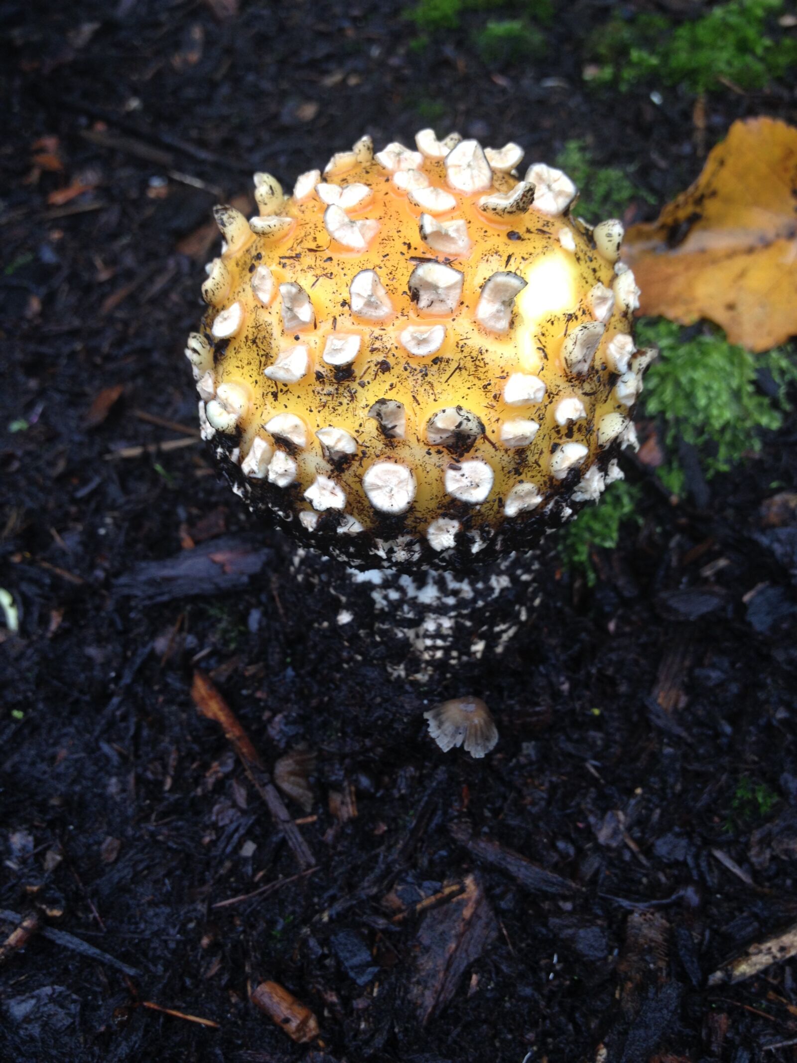 iPhone 4S back camera 4.28mm f/2.4 sample photo. Mushroom, cap, mushroom cap photography