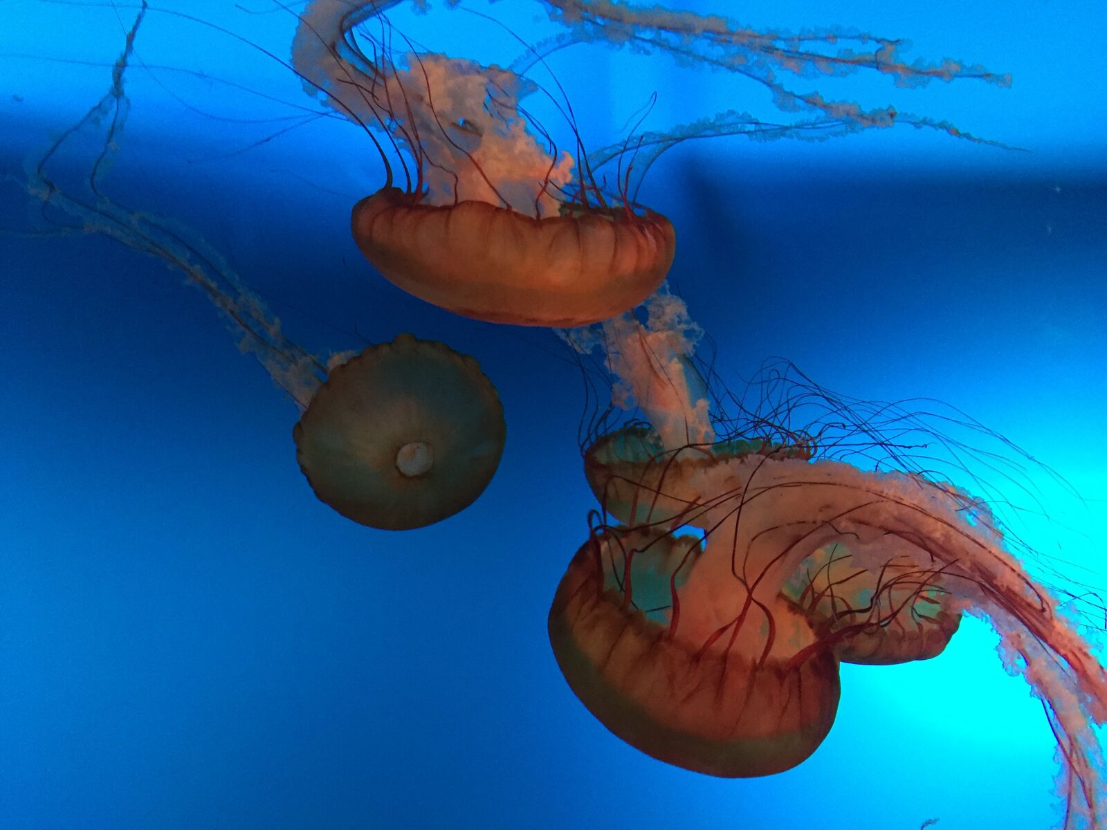 Apple iPhone 6 sample photo. Jellyfish, aquarium, rest photography