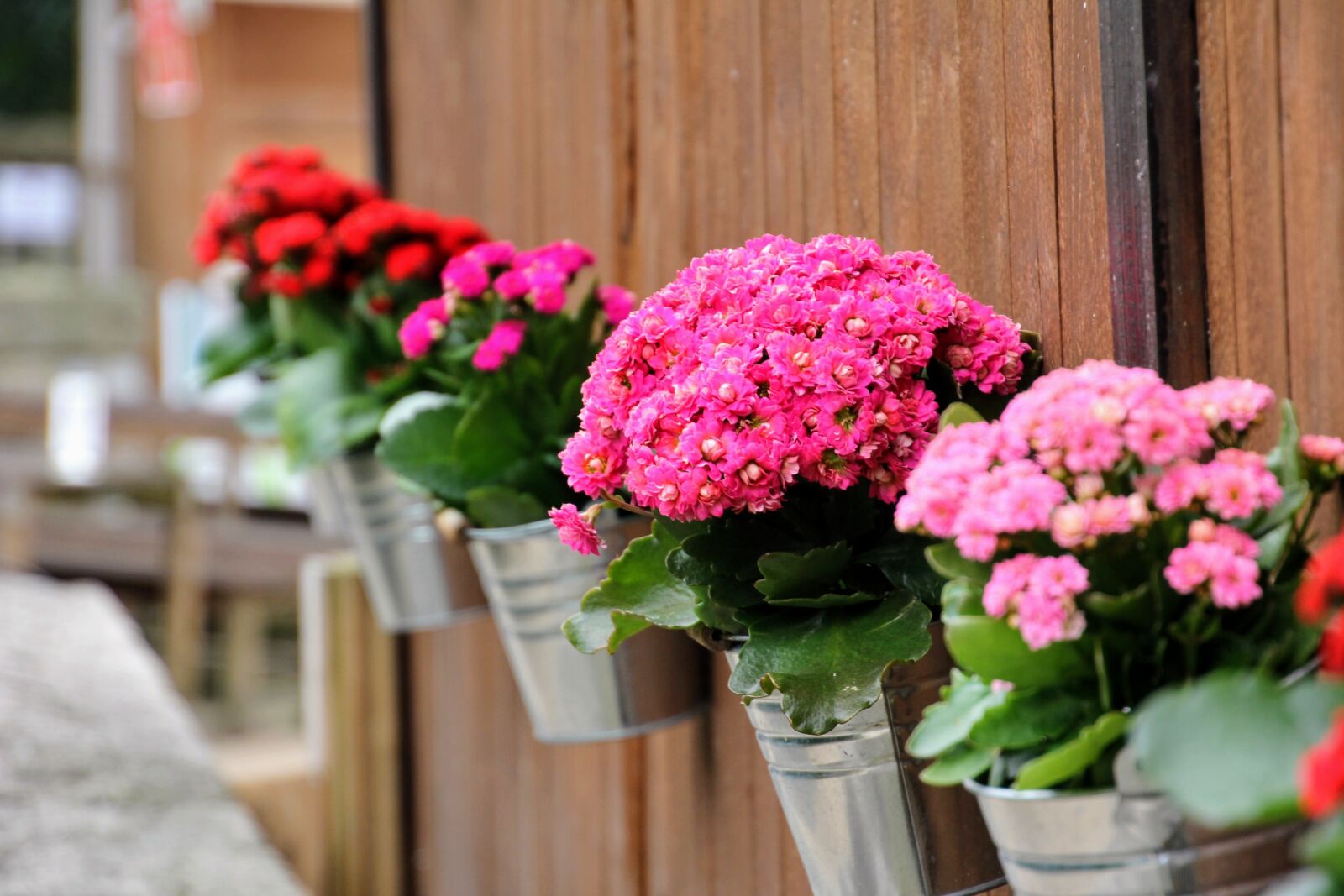 Canon EOS 60D sample photo. Wall decoration, flowers, hanging photography