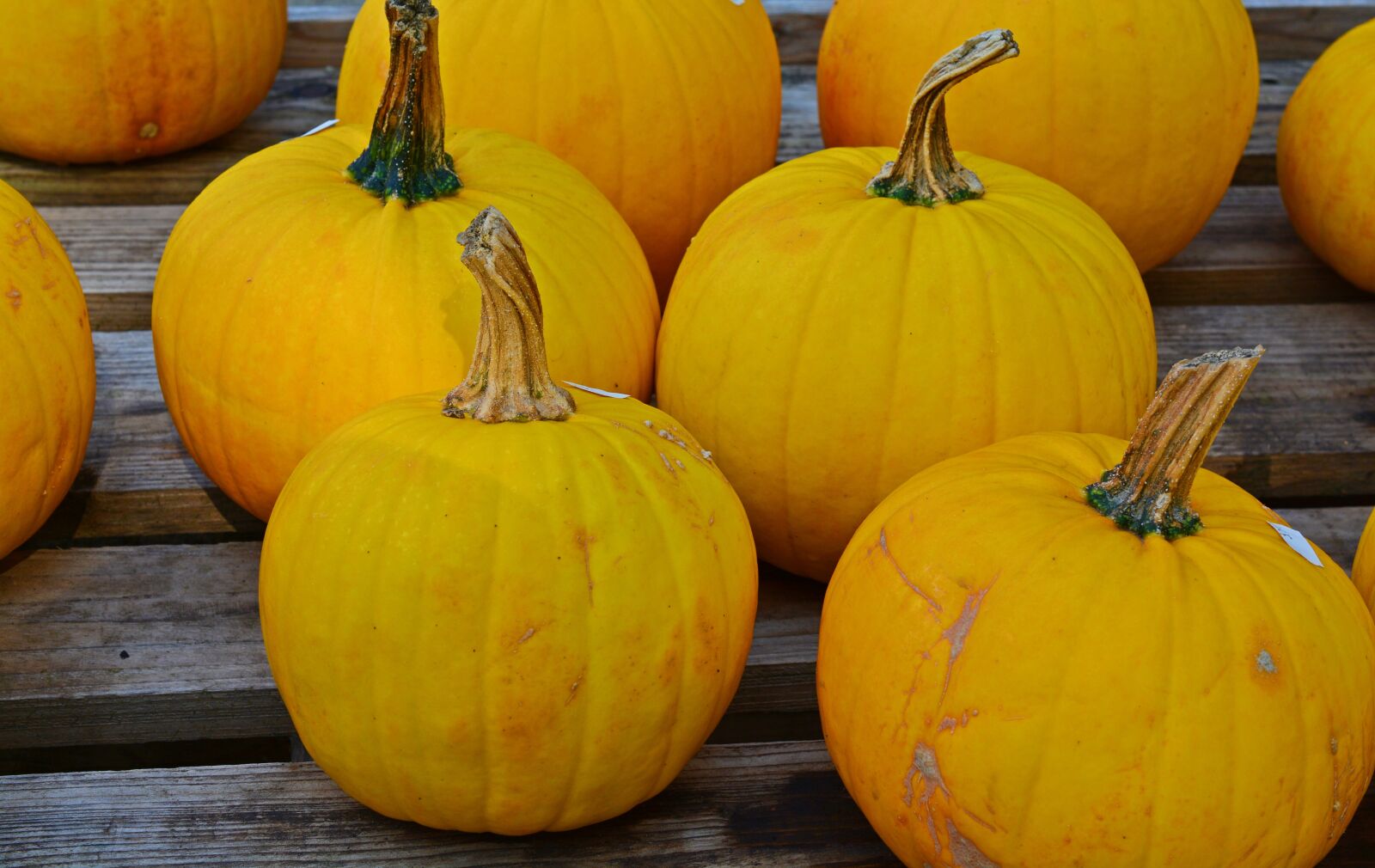 Nikon D5200 sample photo. Pumpkin, harvest time, sale photography