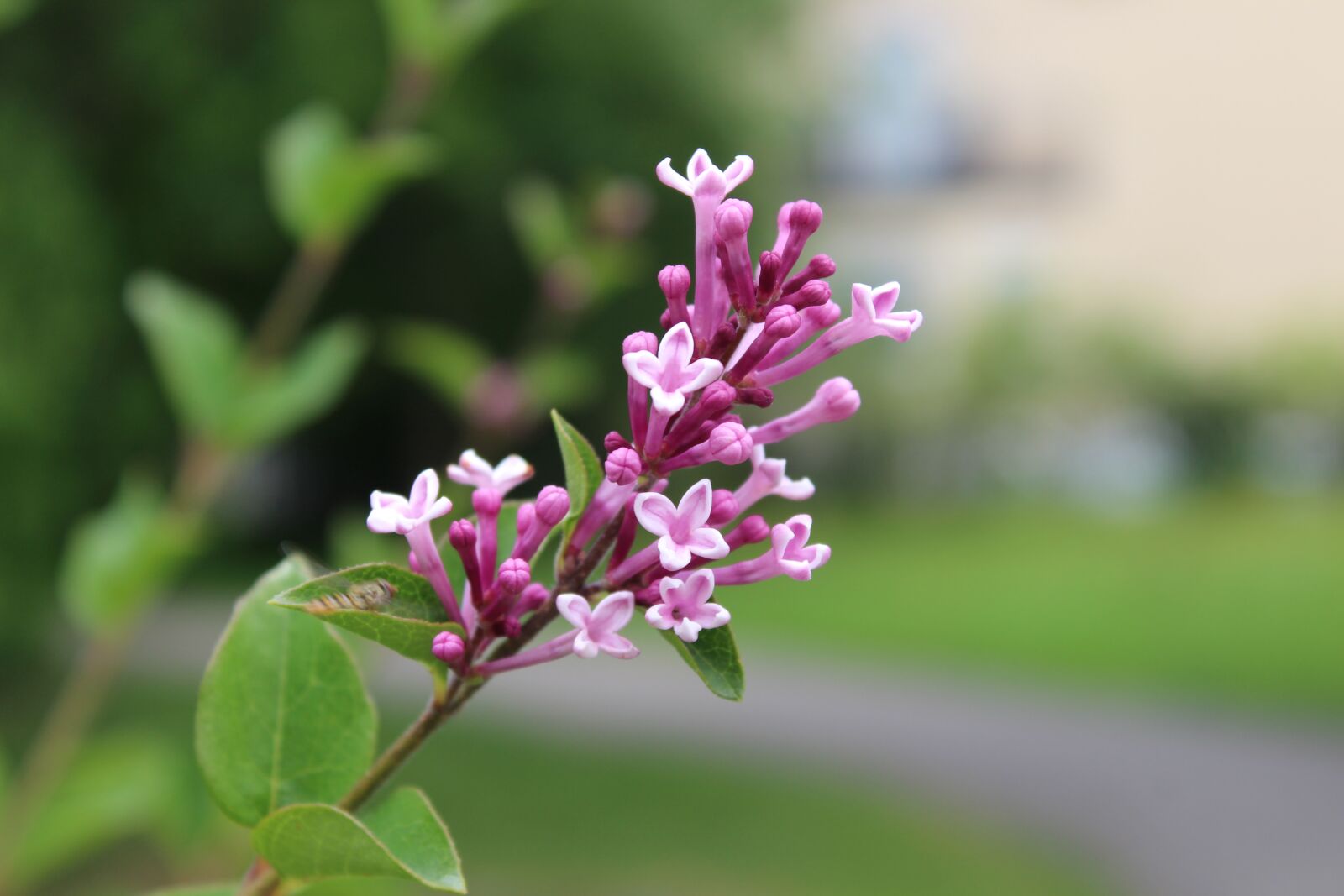 Canon EOS 1300D (EOS Rebel T6 / EOS Kiss X80) sample photo. Flower, purple flower, garden photography
