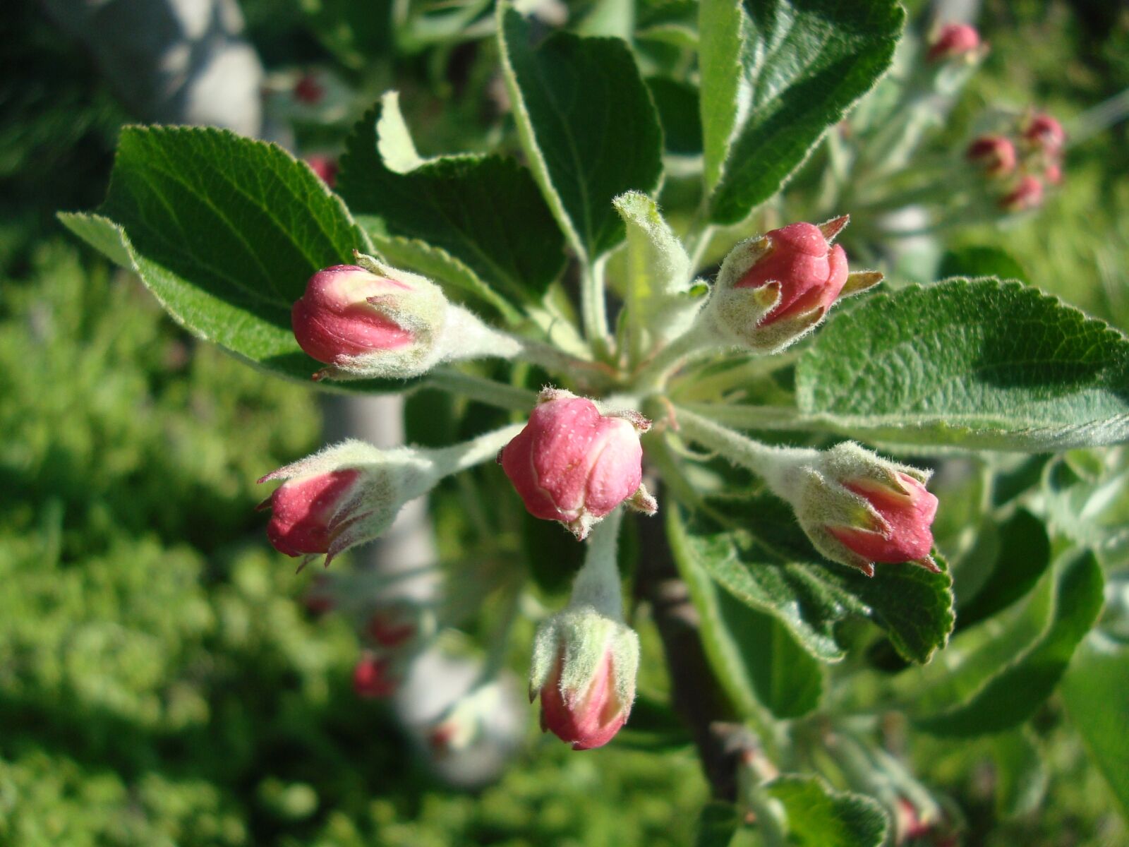 Sony Cyber-shot DSC-W120 sample photo. Pear, blossom, bloom photography