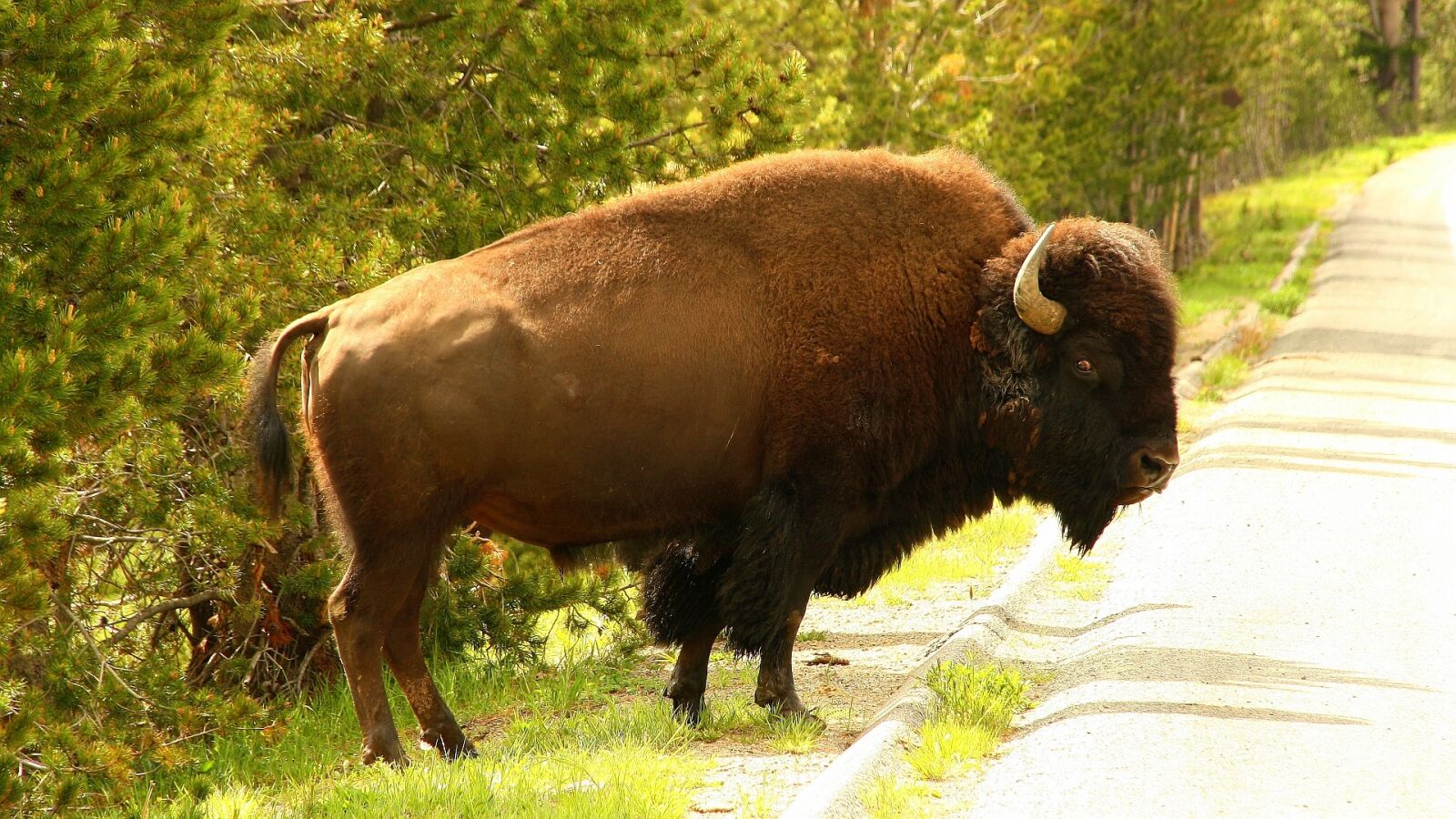 Canon EOS 1000D (EOS Digital Rebel XS / EOS Kiss F) sample photo. Yellowstone, usa, wyoming photography