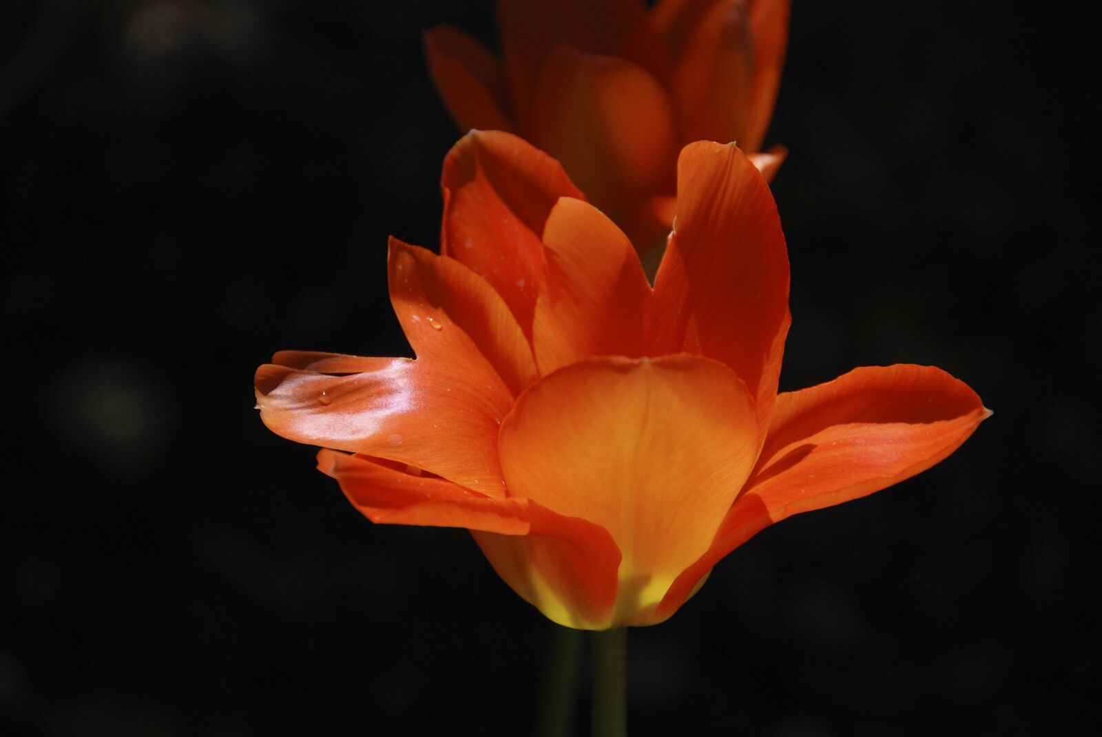 Nikon D80 sample photo. Spring, tulip, orange blossom photography