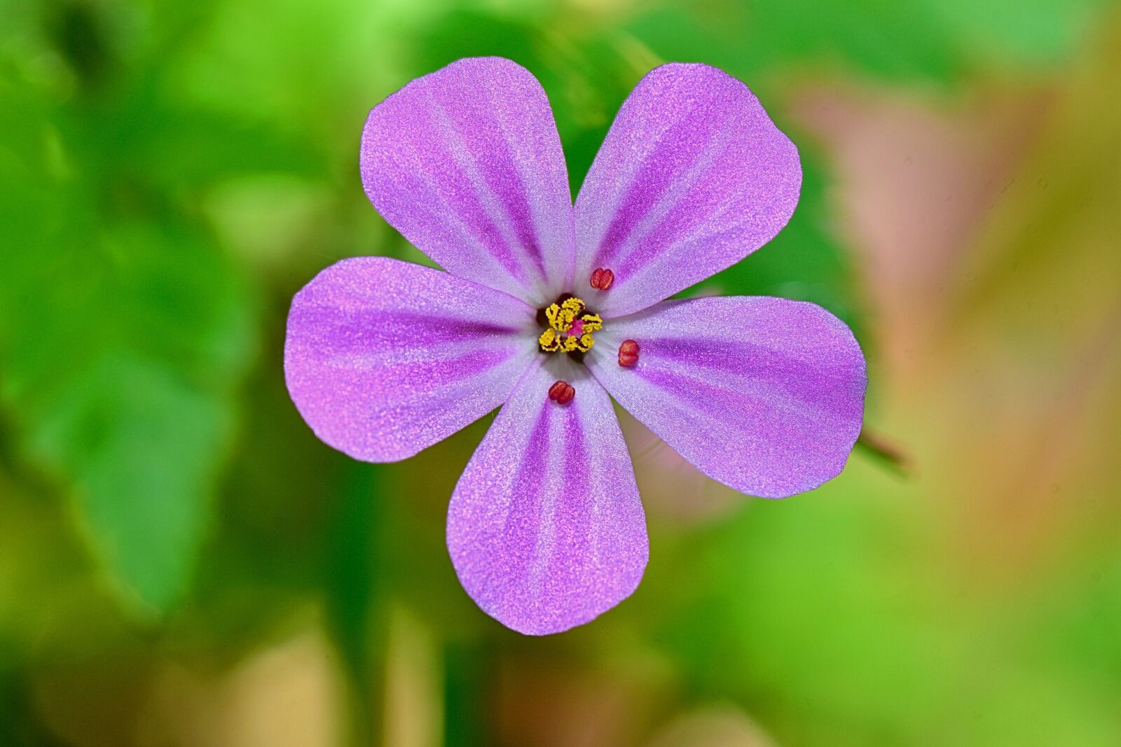 Nikon D5300 sample photo. Flower, nature, macro photography