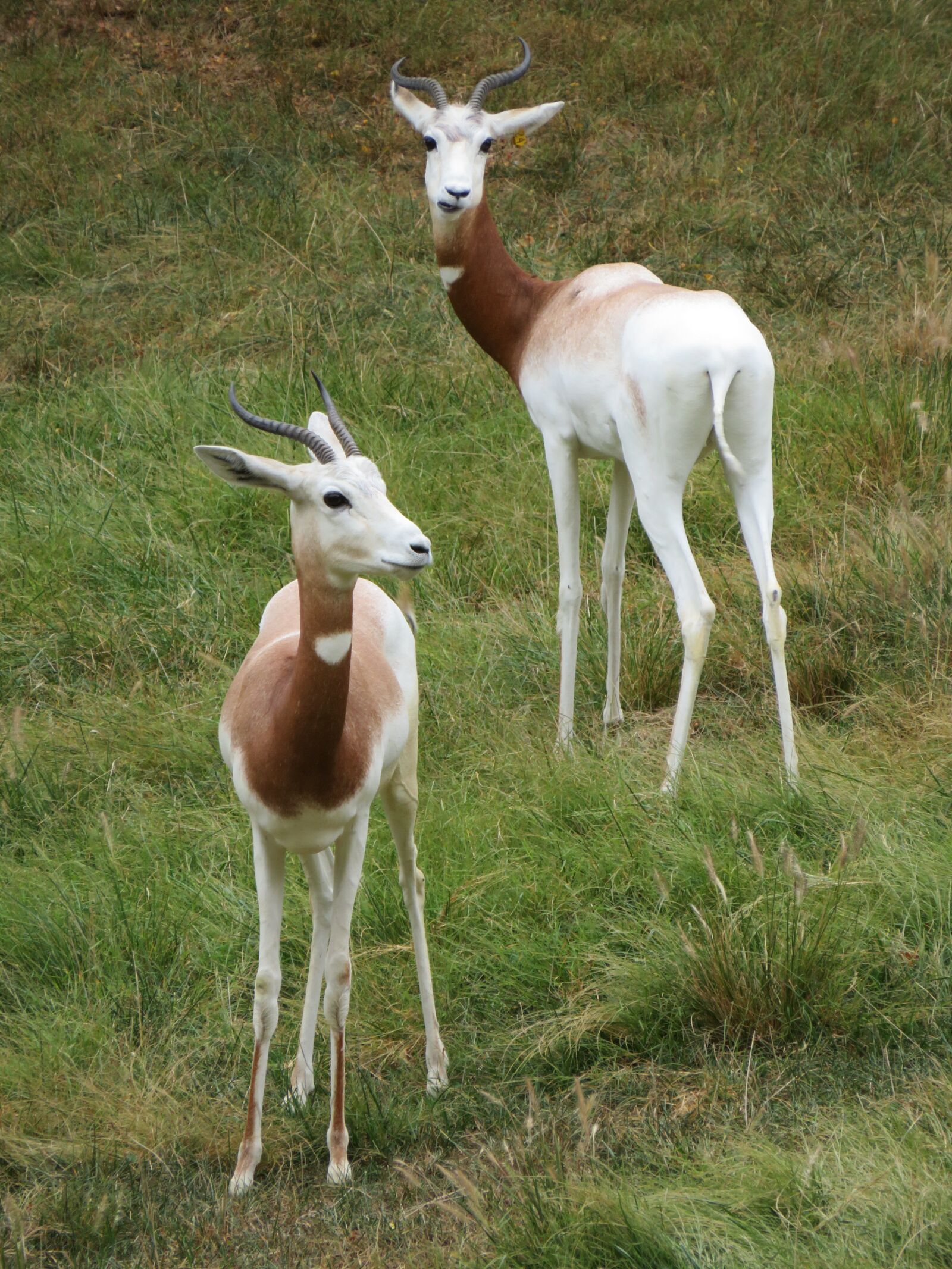 Canon PowerShot SX720 HS sample photo. Gazelle, animals, zoo photography