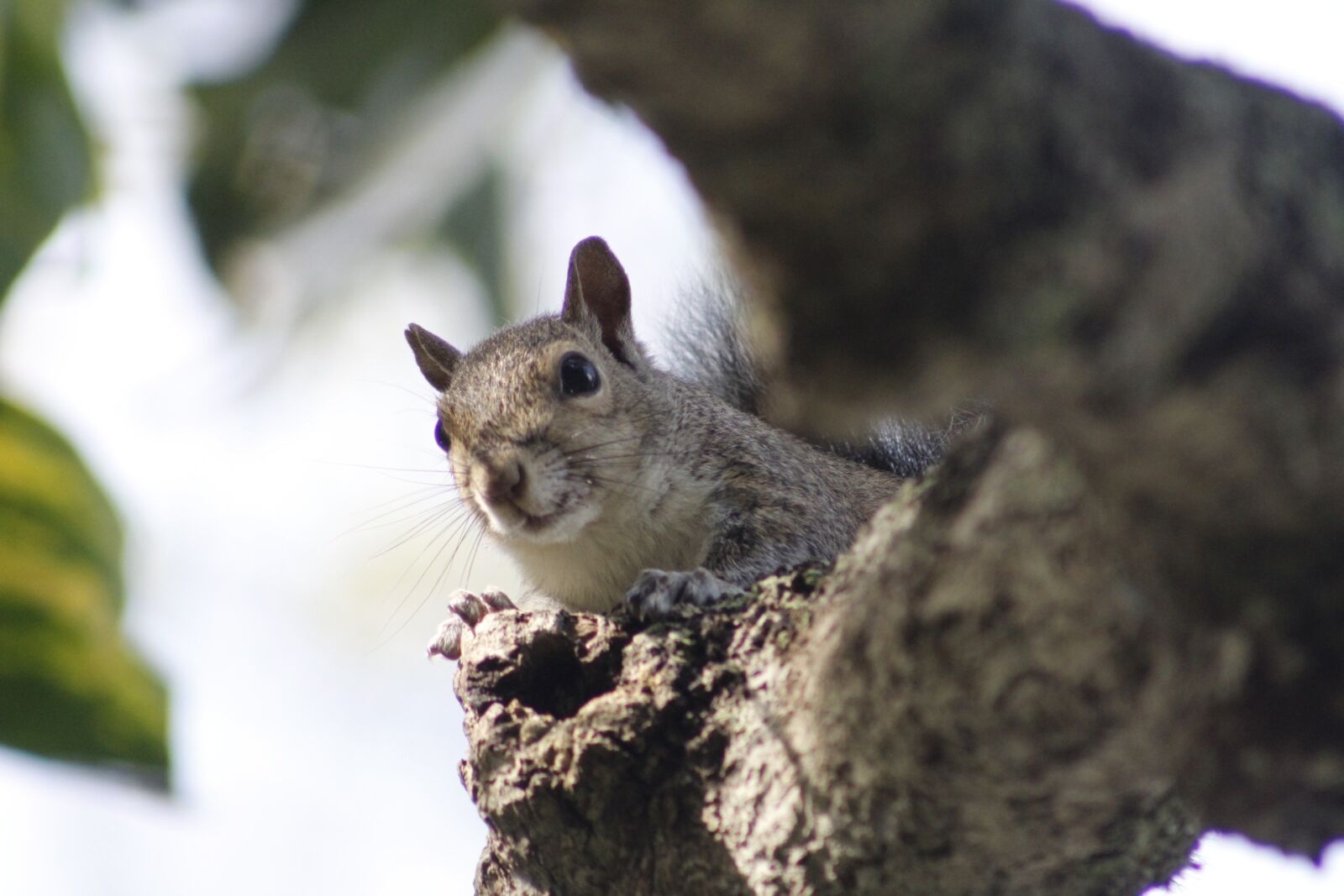 Canon EOS 1300D (EOS Rebel T6 / EOS Kiss X80) sample photo. Squirrel, branch, wood photography