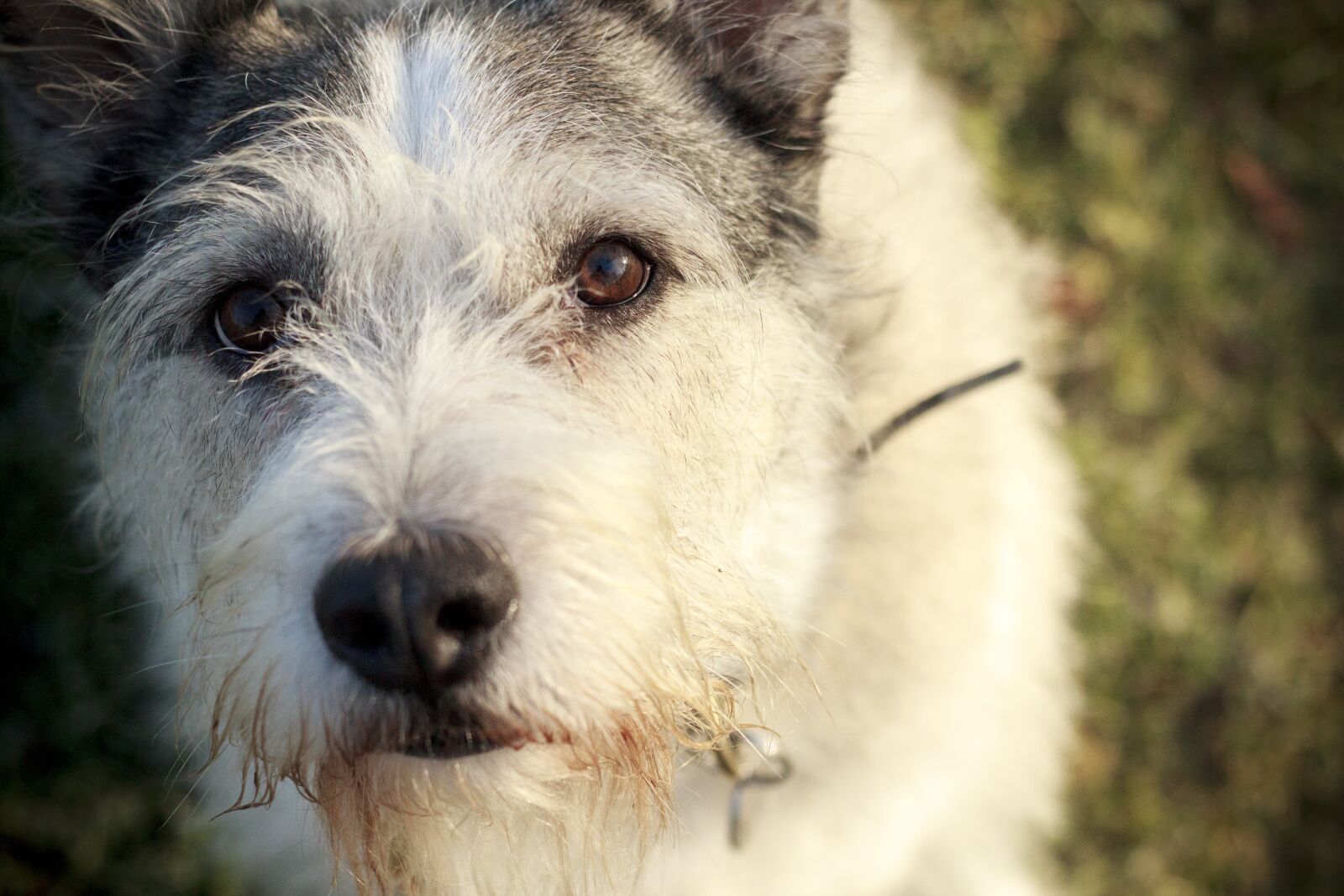 Canon EOS 600D (Rebel EOS T3i / EOS Kiss X5) + Canon EF 50mm F1.8 II sample photo. Dog, eyes, canine photography