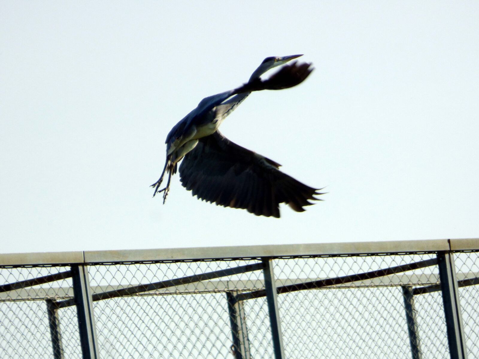 Panasonic DMC-FZ72 sample photo. Flight, crane, bird photography