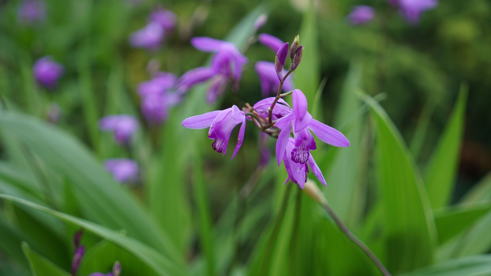 Sony a7 II sample photo. Purple flowers, spring flowers photography