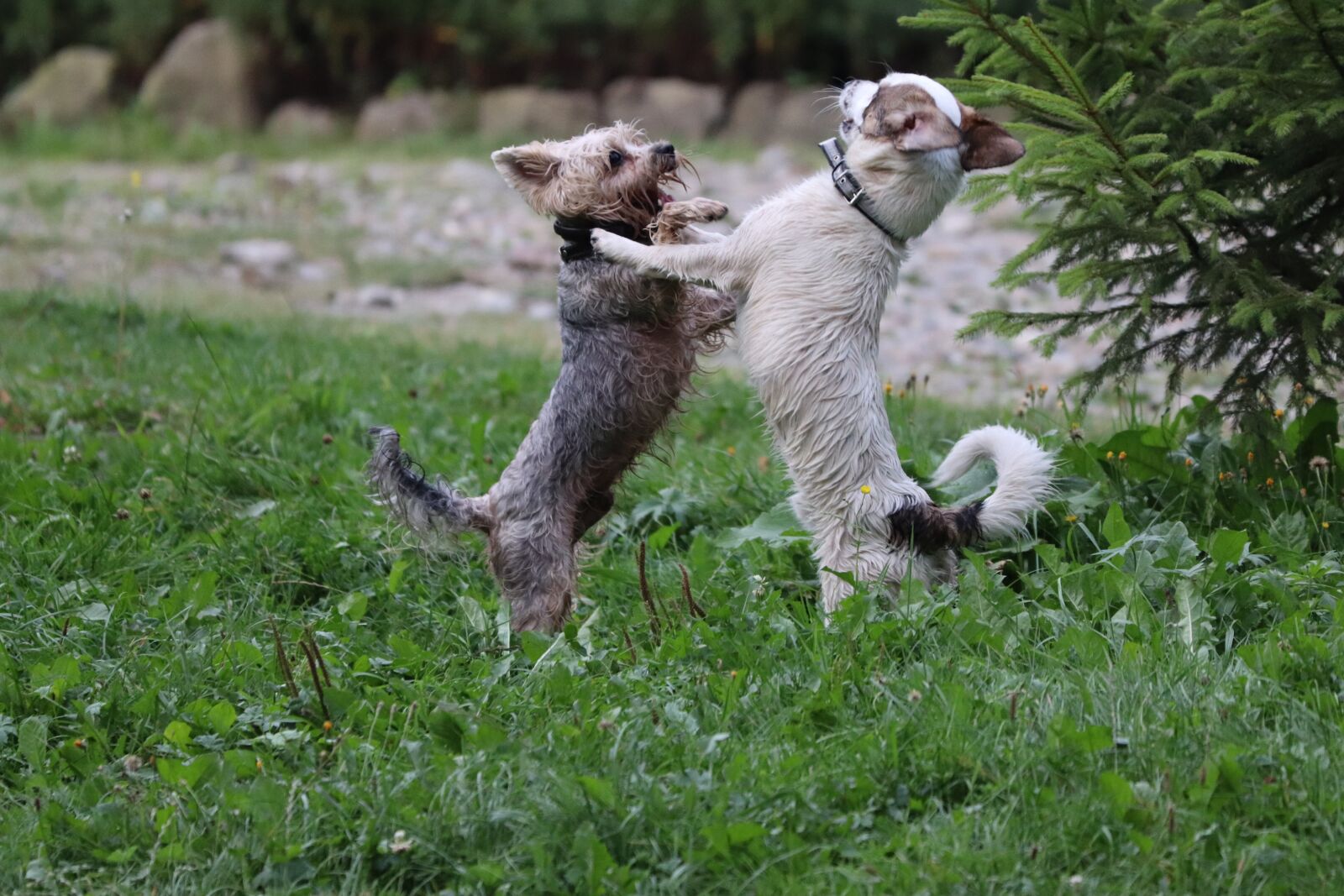 Canon EF 70-300 F4-5.6 IS II USM sample photo. Dog, pets, puppy photography