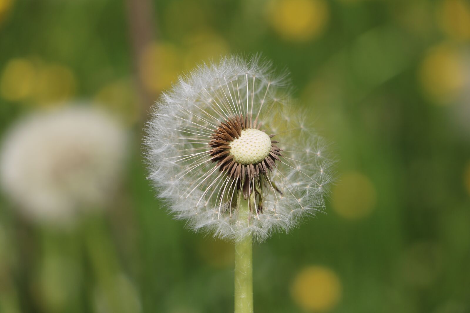 Canon EOS 750D (EOS Rebel T6i / EOS Kiss X8i) sample photo. Dandelion, meadow, nature photography