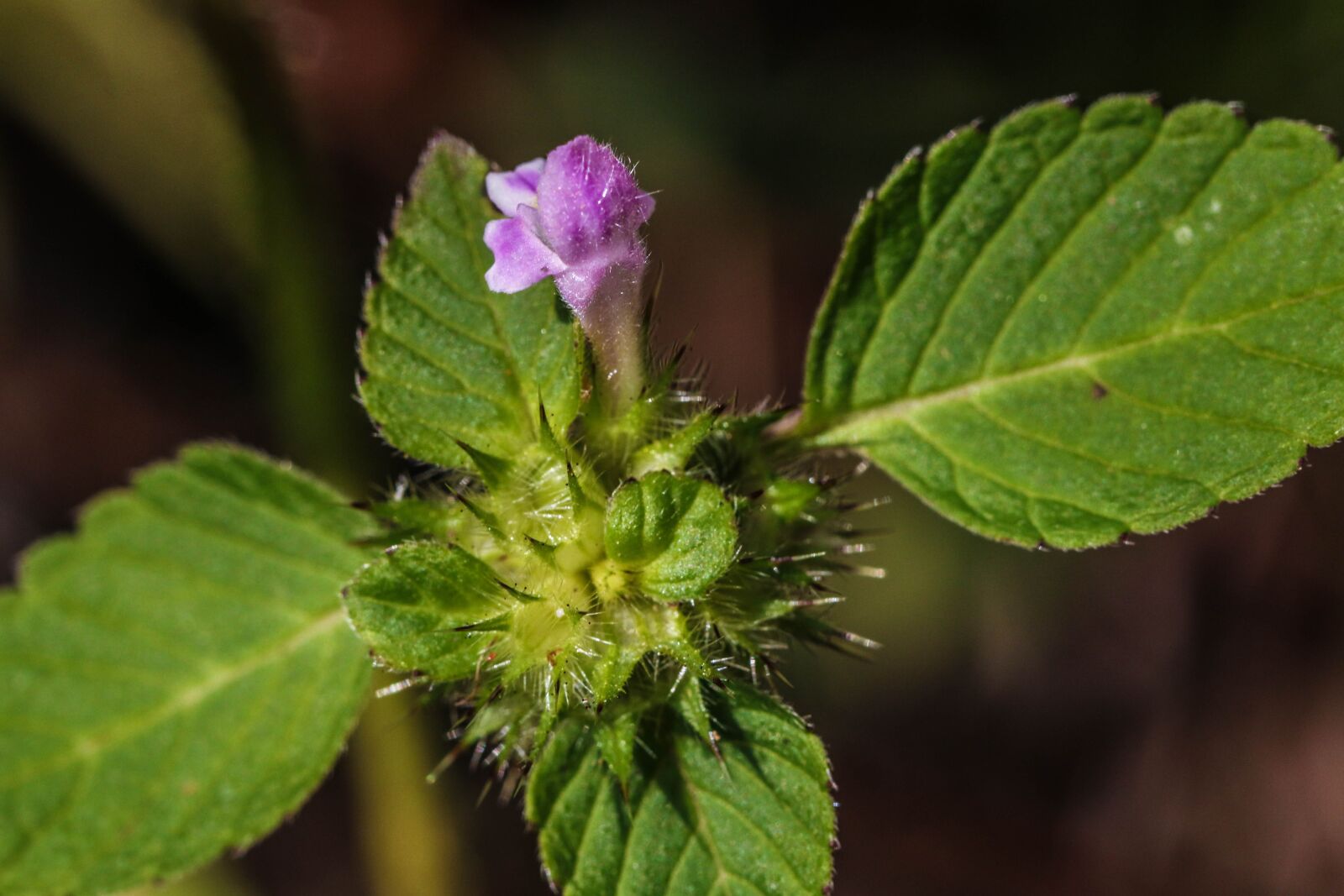 Canon EOS 7D Mark II sample photo. Wildflower, summer flower, nature photography