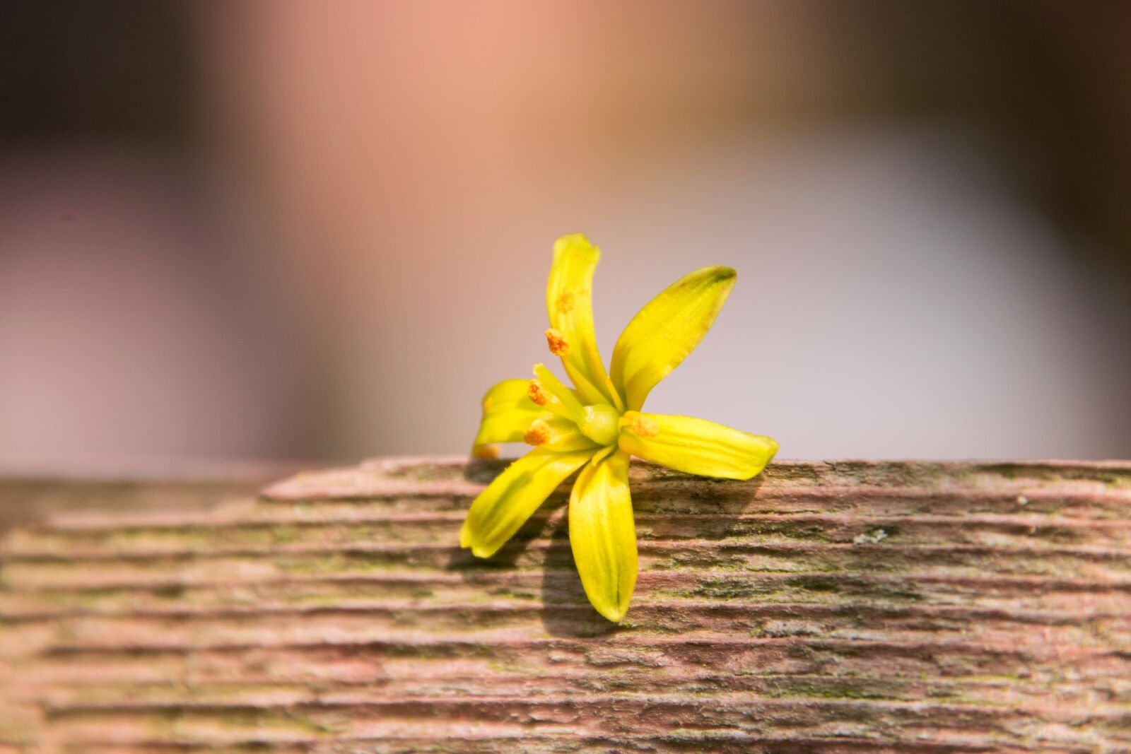 Nikon D3300 sample photo. Nature, wood, plant photography