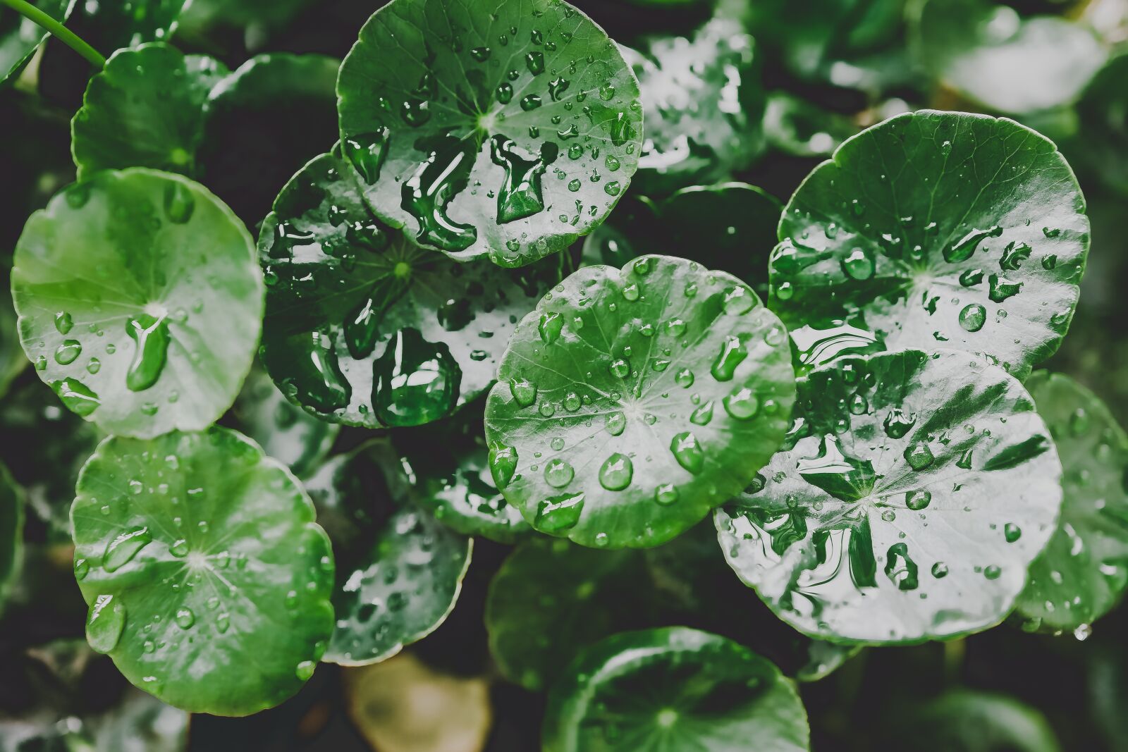 Canon RF 35mm F1.8 IS STM Macro sample photo. The leaves, tree, green photography