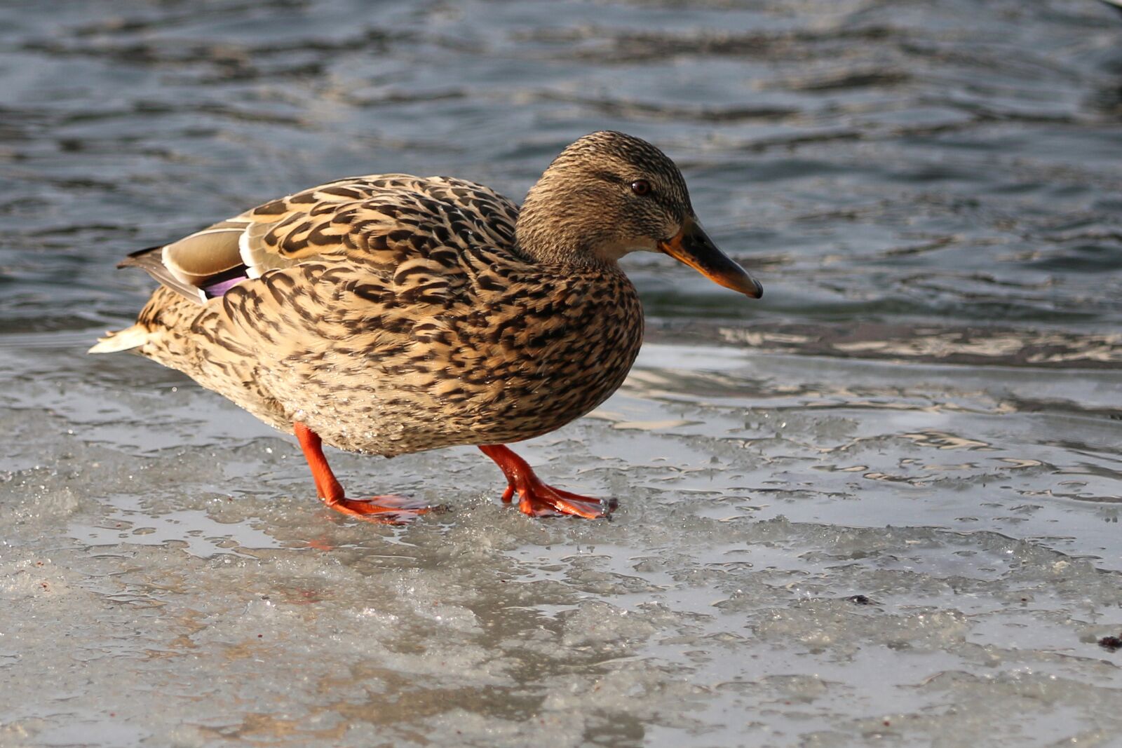 Canon EOS 70D sample photo. Duck, bird, animal world photography