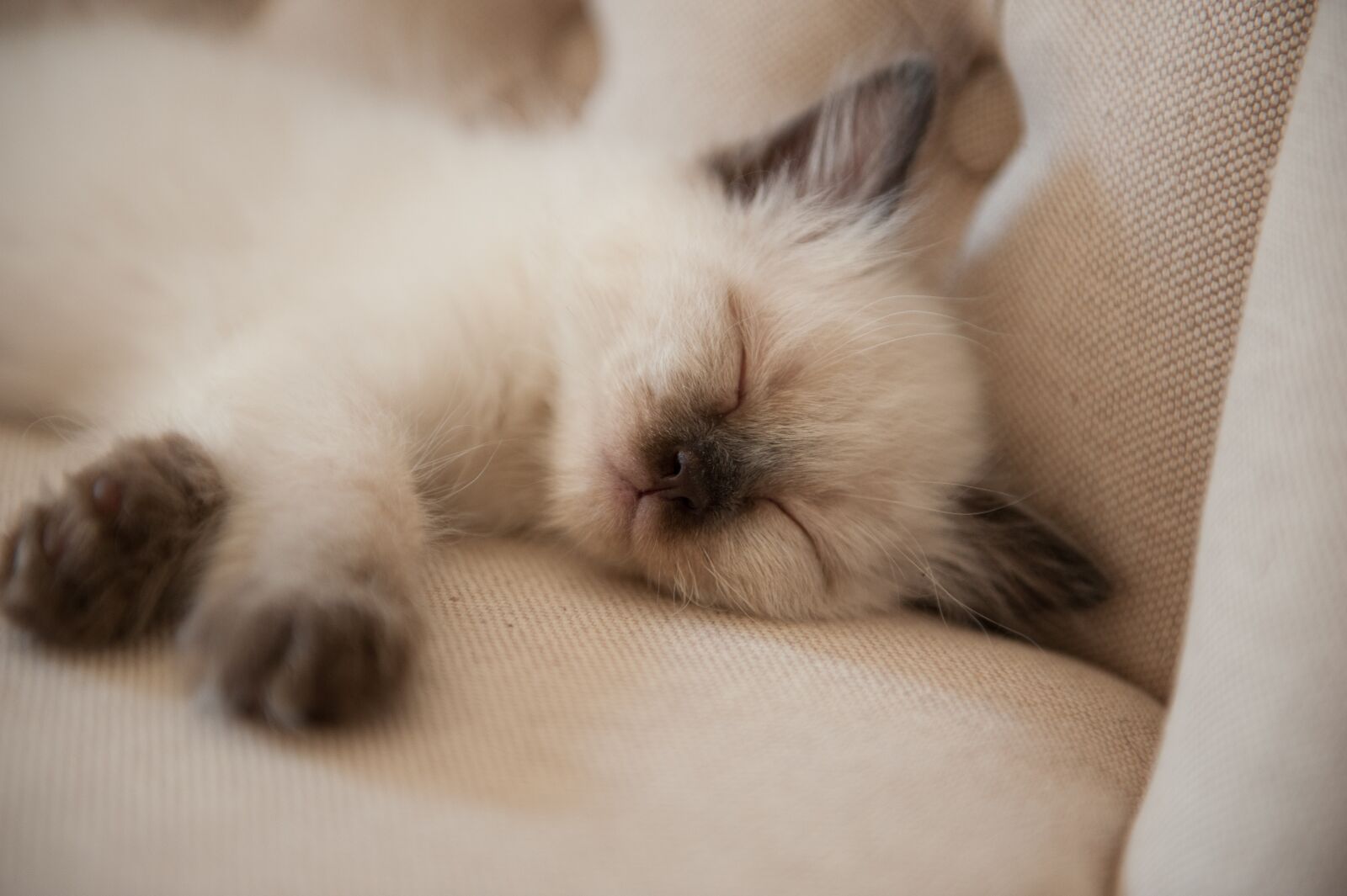 Nikon D700 sample photo. Cute, portrait, animal photography