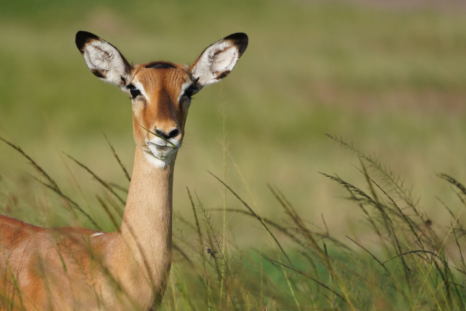 Sony FE 100-400mm F4.5-5.6 GM OSS sample photo. Gazelle, africa, wildlife photography