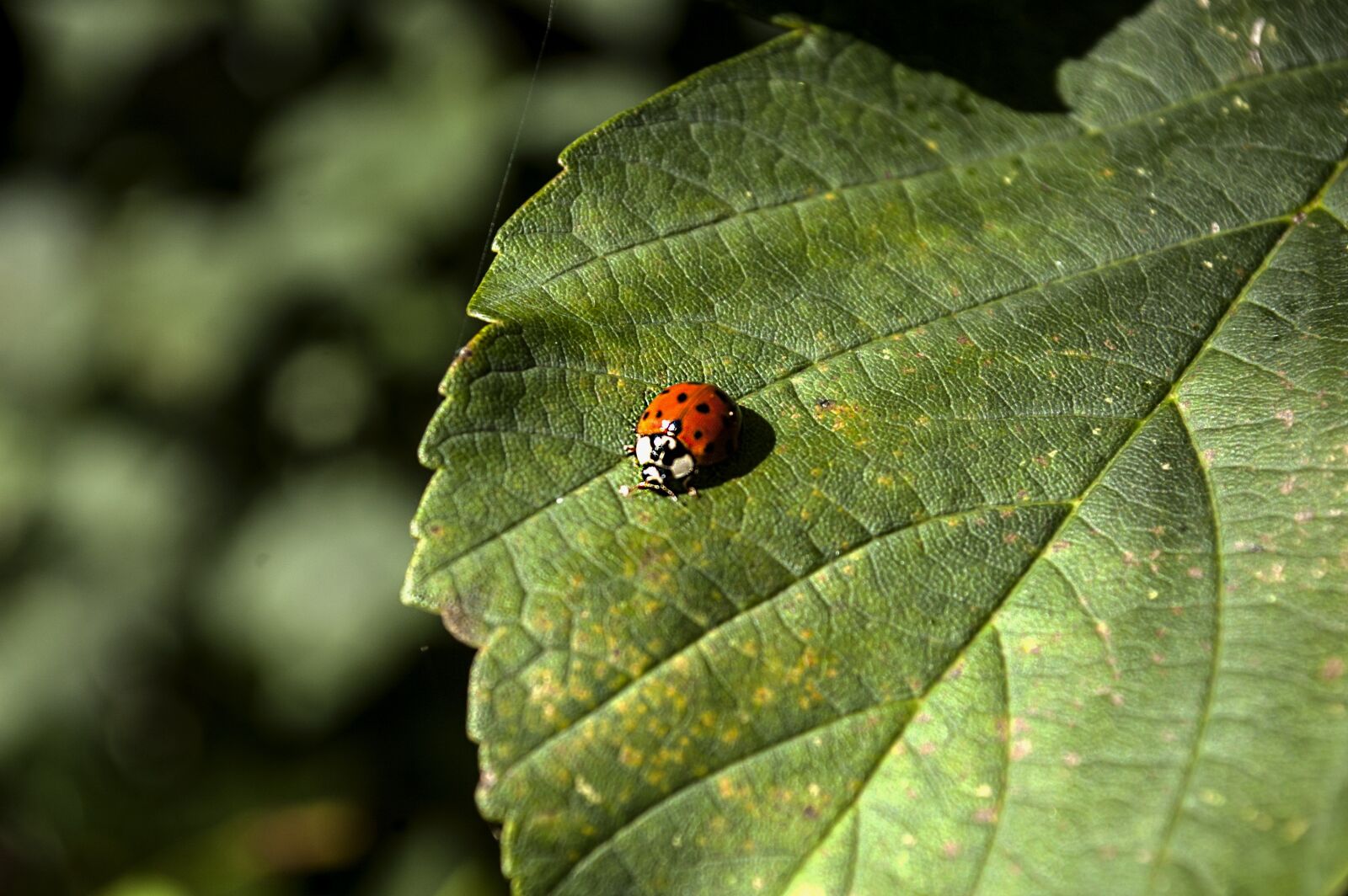 Nikon D40 sample photo. Ladybug, nature, insect photography