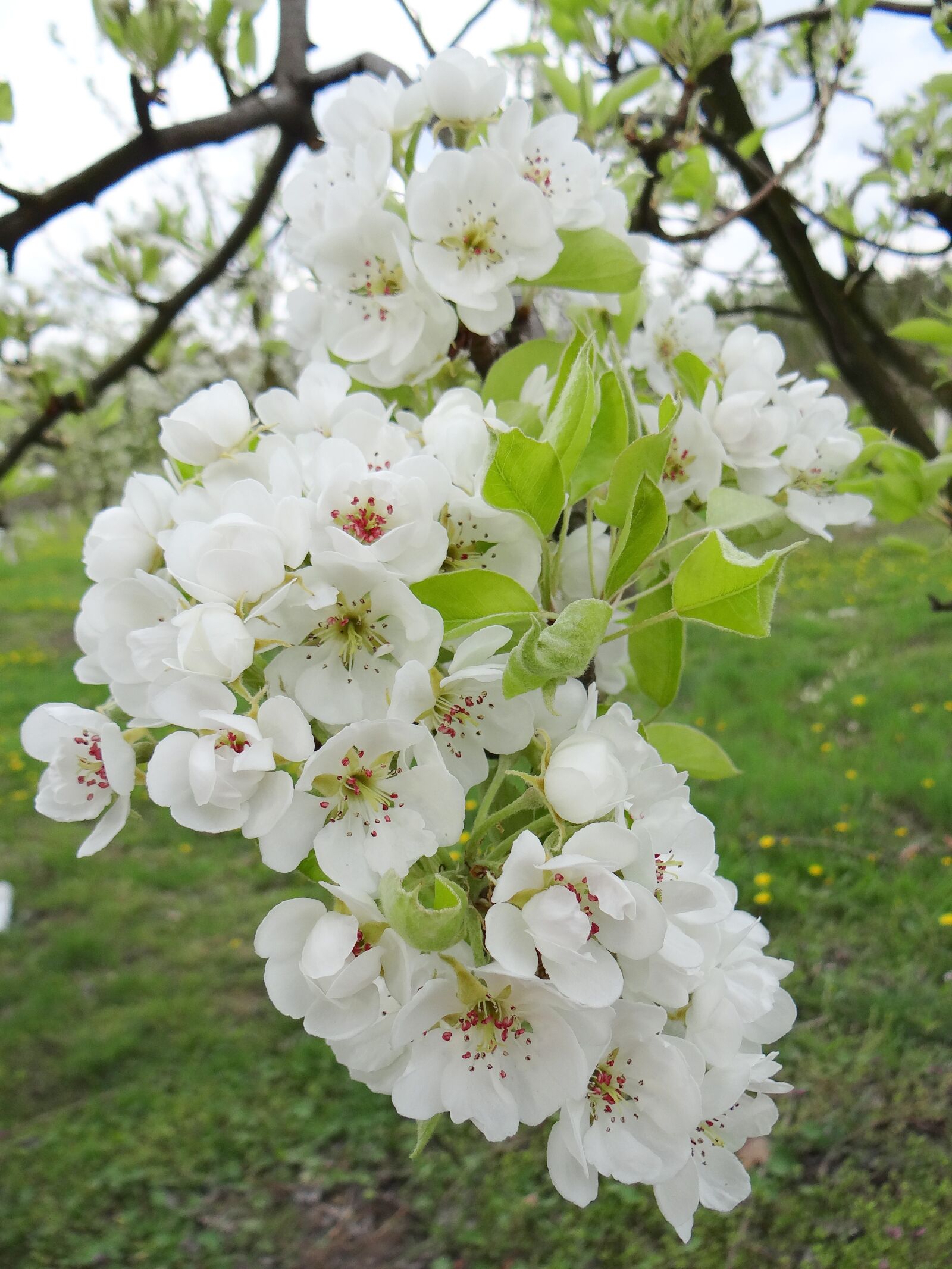Sony DSC-HX200V sample photo. Flowering fruit trees, spring photography