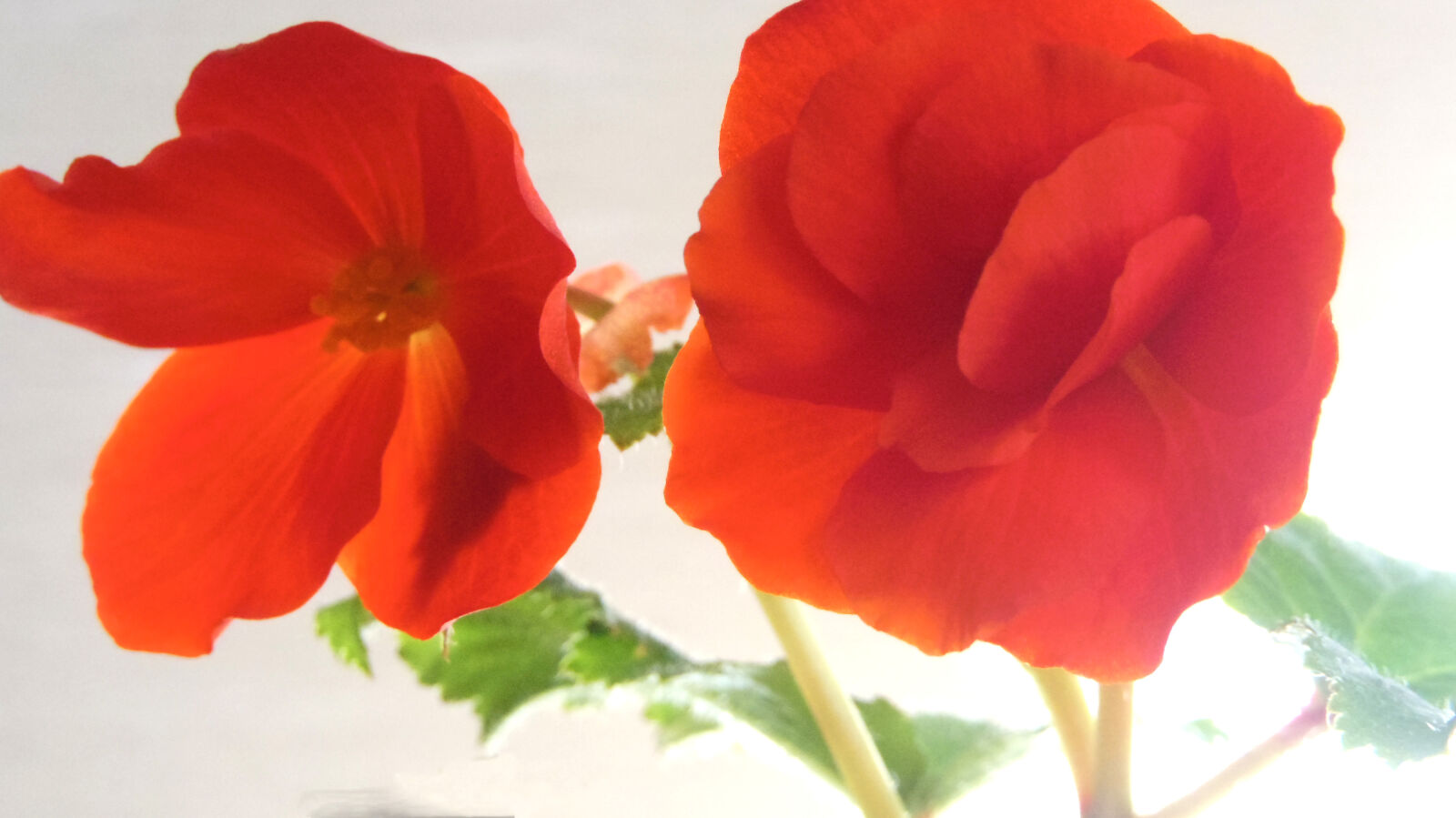 Pentax Q10 sample photo. Flower photography