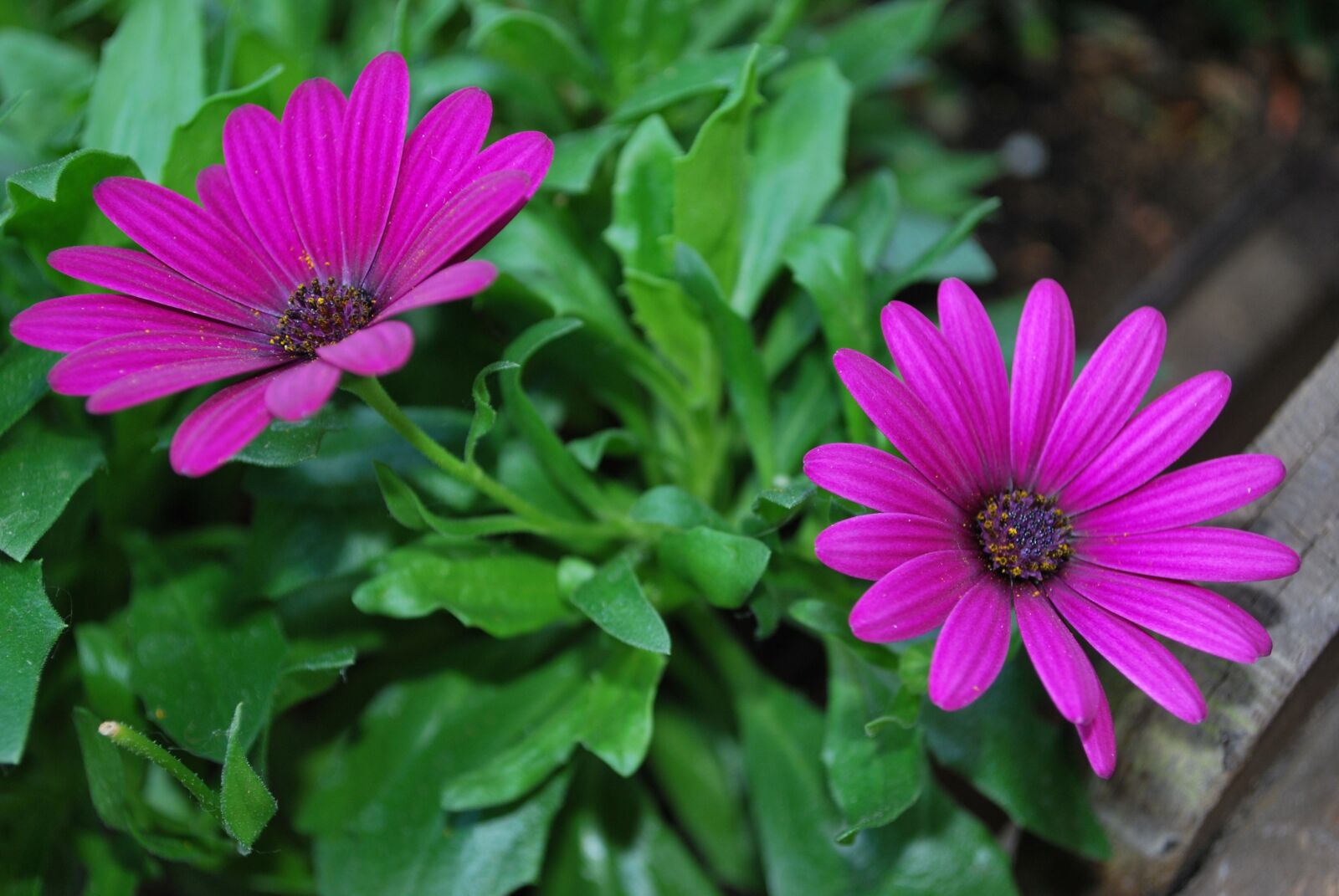 Nikon D60 sample photo. Flower, purple, summer photography
