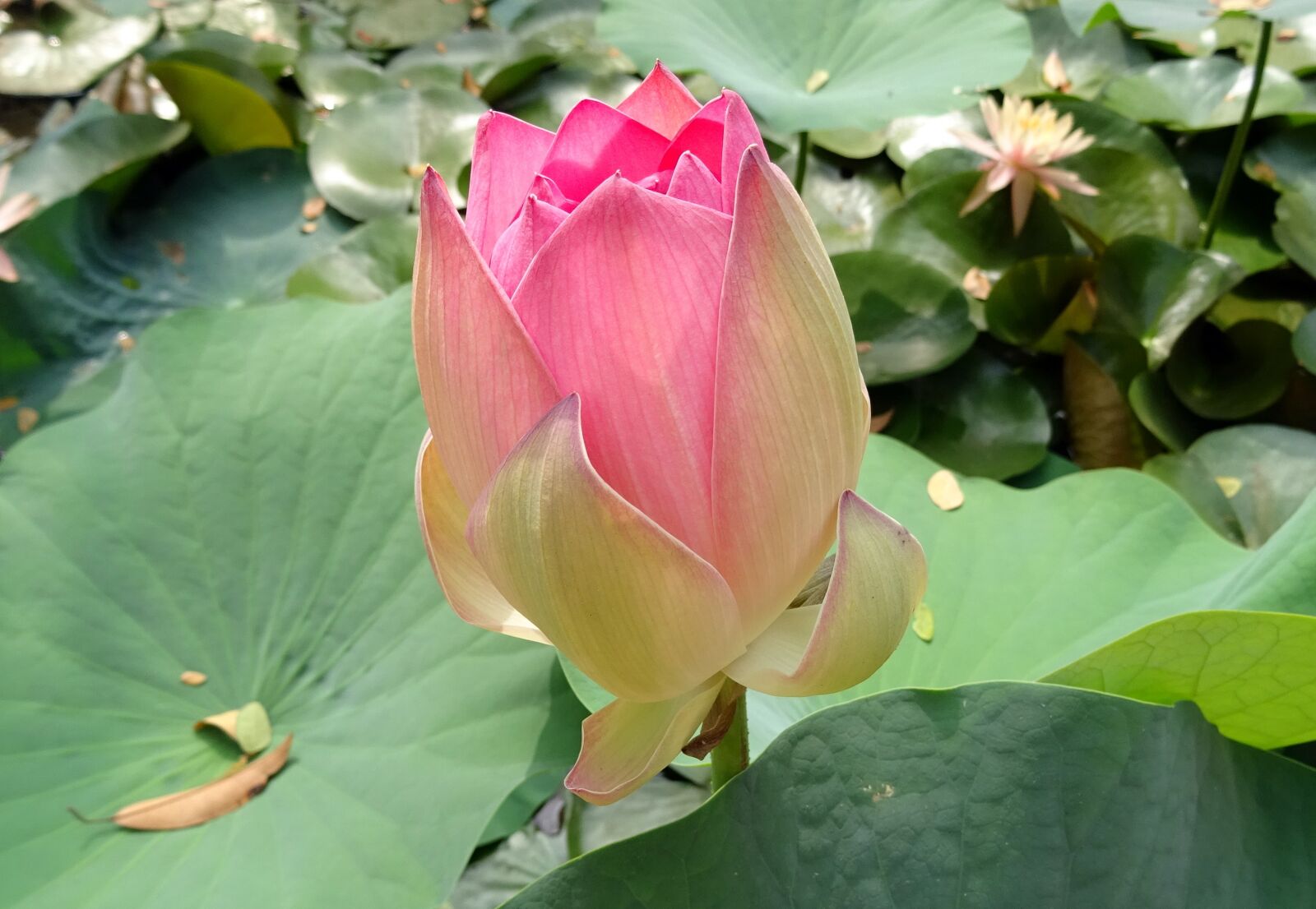 Sony DSC-HX60V sample photo. Lotus, flower, pink photography