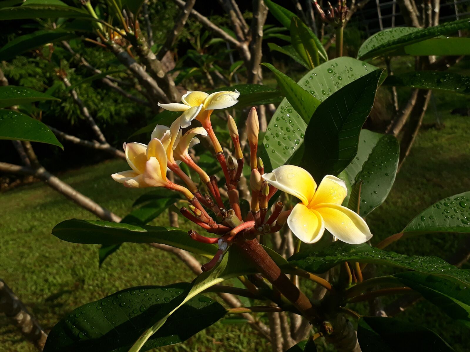 Samsung Galaxy A3(2017) sample photo. Flowers, yellow, nature photography