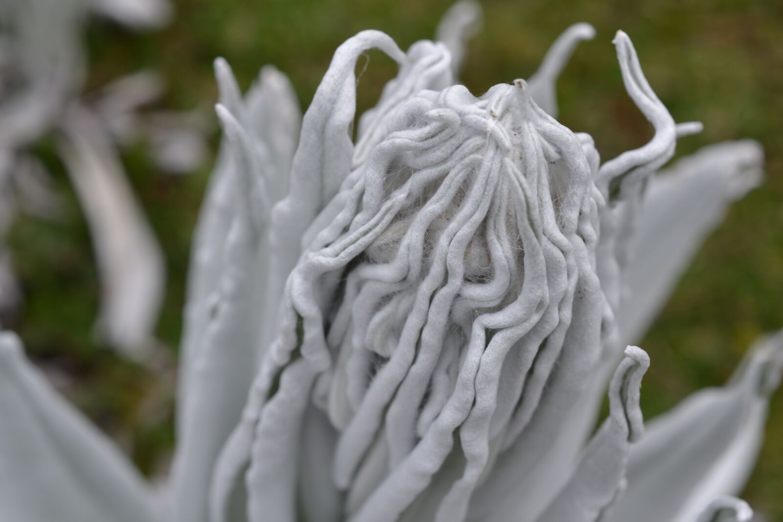 Nikon D3100 sample photo. Espeletia, plant, flower photography