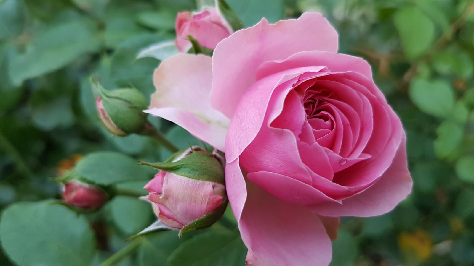 Samsung Galaxy S7 Edge sample photo. Rose, nature, garden photography