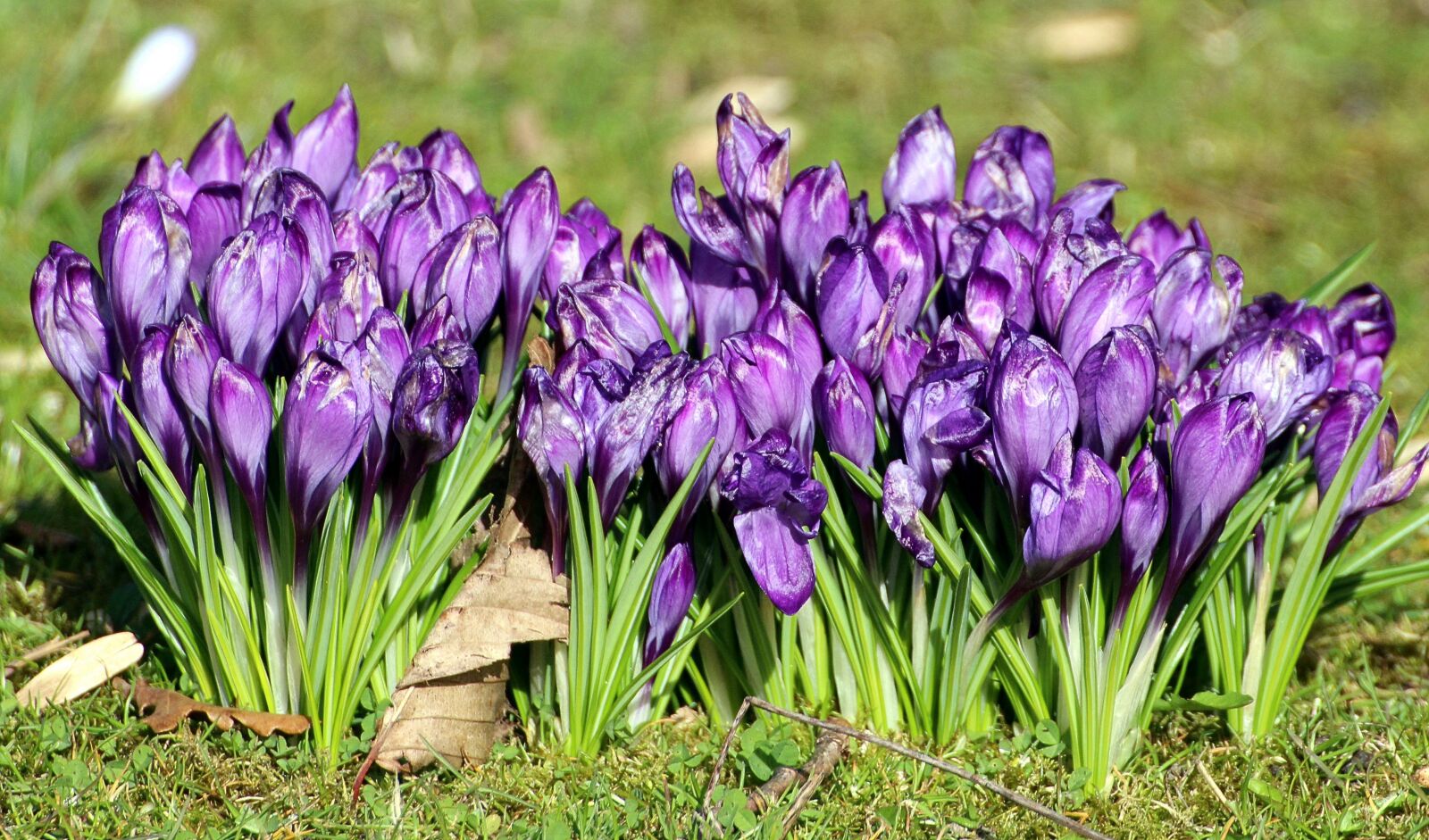 Canon EOS 600D (Rebel EOS T3i / EOS Kiss X5) sample photo. Crocus, iridaceae, ornamental plants photography