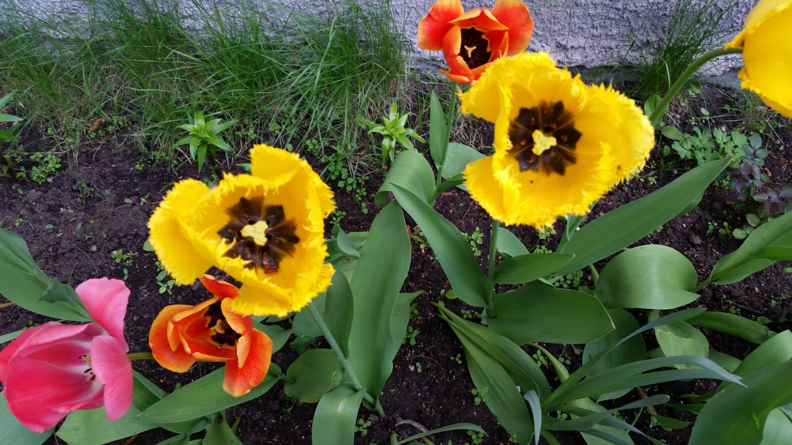 Samsung Galaxy S5 sample photo. Tulips, garden, flowers photography