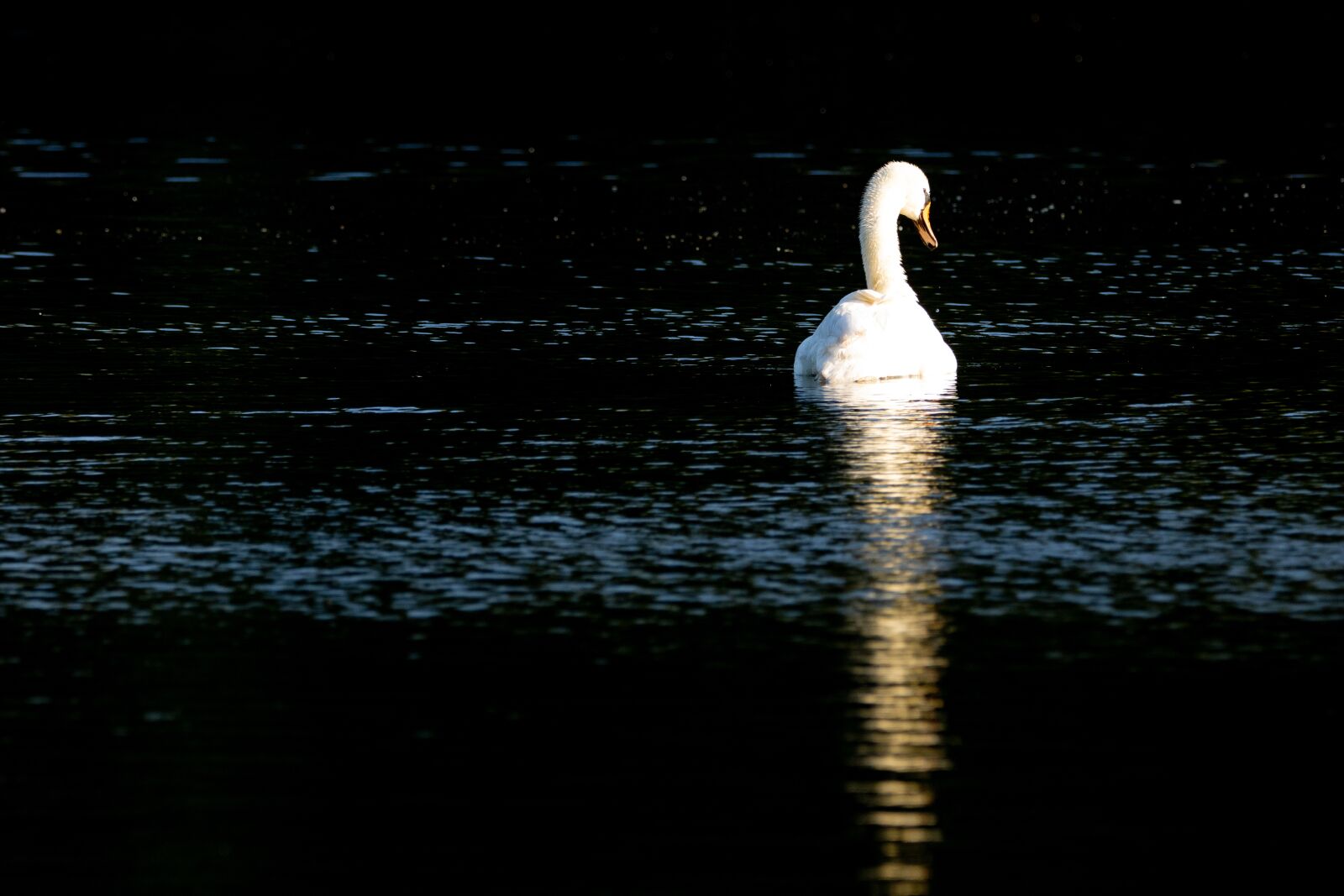 150-600mm F5-6.3 DG OS HSM | Contemporary 015 sample photo. Swan, sunrise, mirroring photography