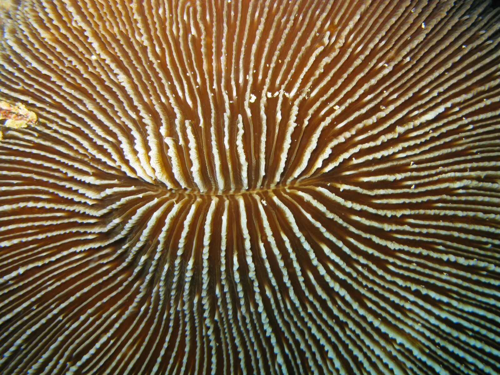 Canon POWERSHOT G9 sample photo. Coral, fungus, viet nam photography