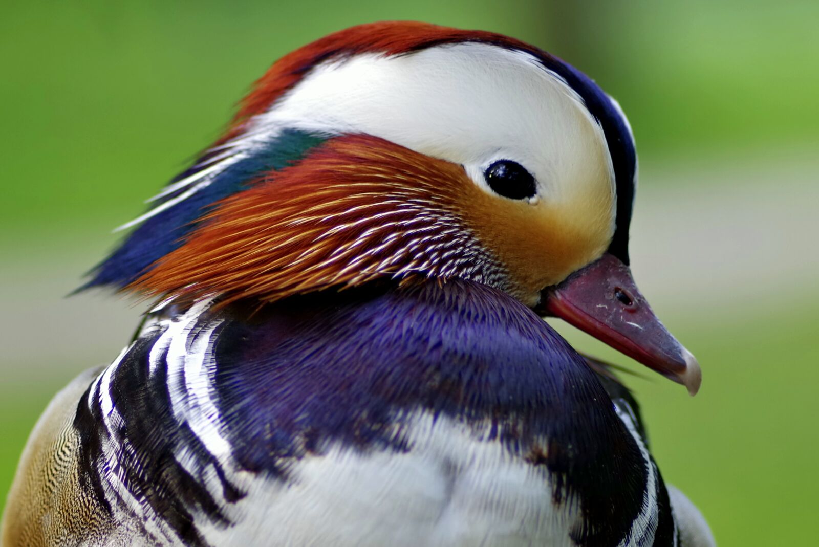 Pentax K-S2 sample photo. Mandarin, duck, bird photography