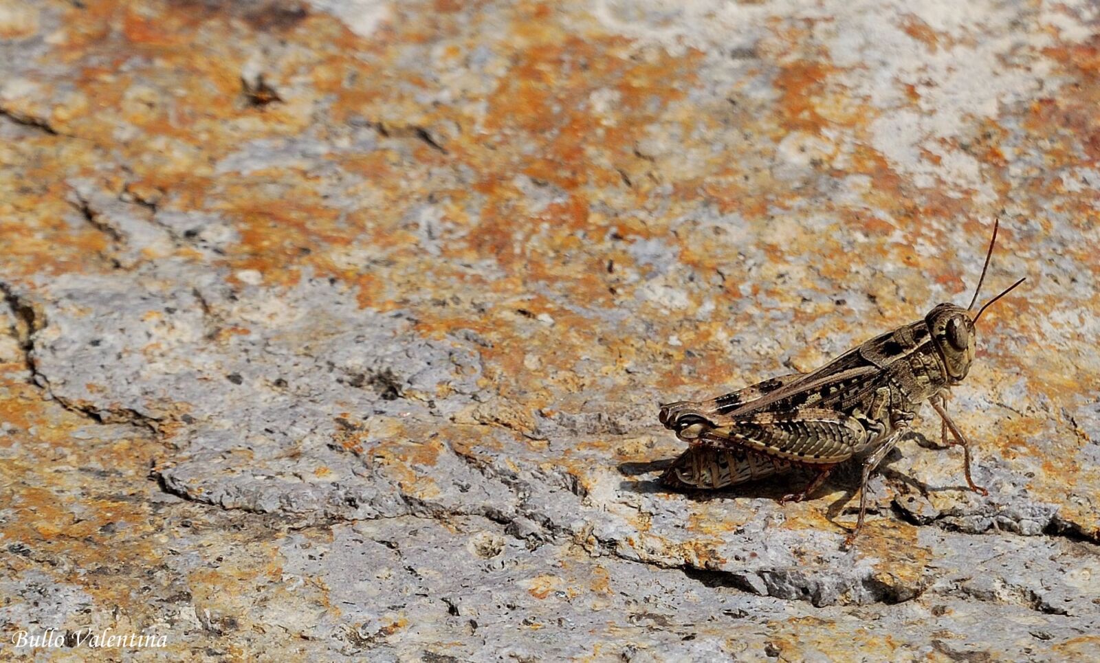 Nikon D60 sample photo. Grillo, insect, animal photography