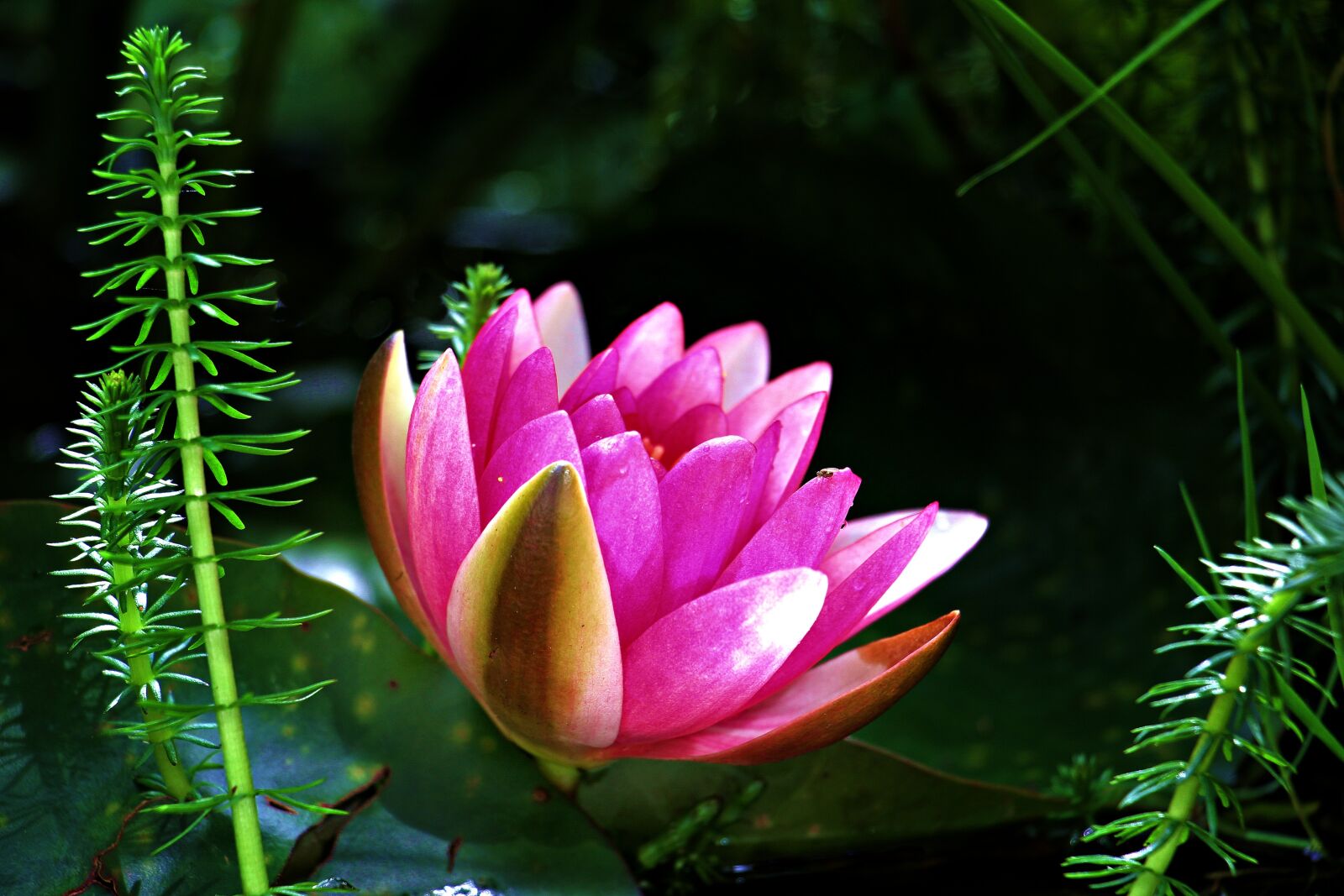 Canon EOS 550D (EOS Rebel T2i / EOS Kiss X4) sample photo. Water lily, nuphar lutea photography