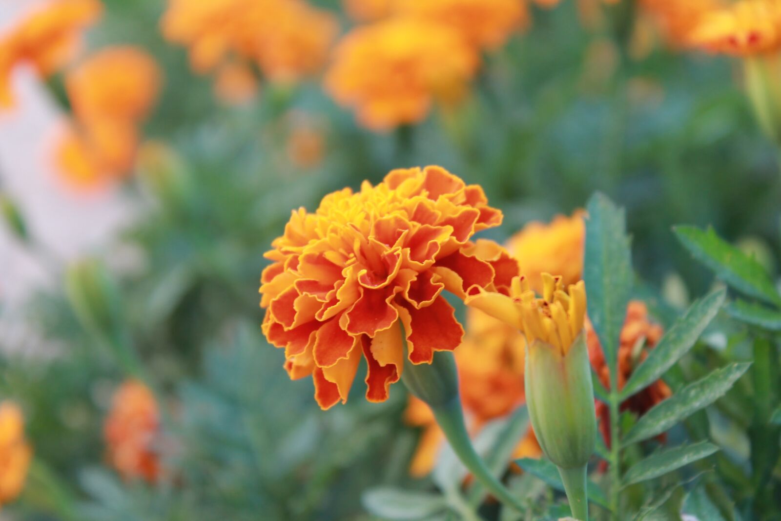 Canon EOS 1100D (EOS Rebel T3 / EOS Kiss X50) sample photo. Marigold, plant, blossom photography