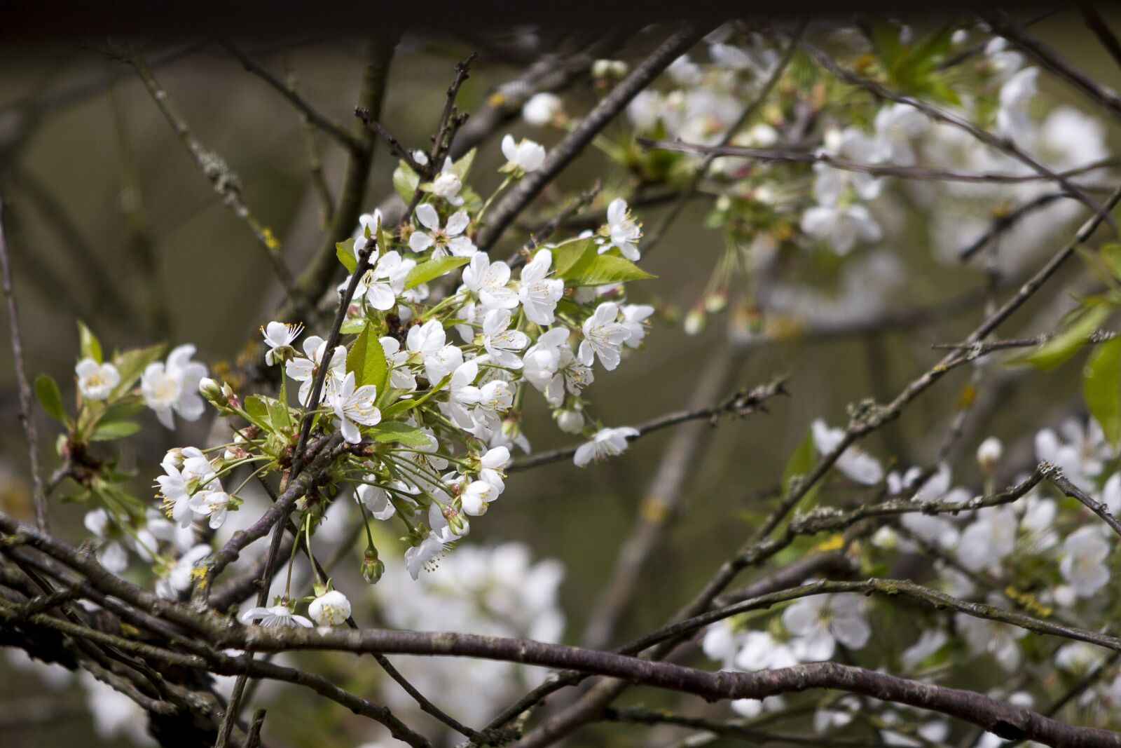 Canon EOS 60D sample photo. Flower, cherry blossom, nature photography