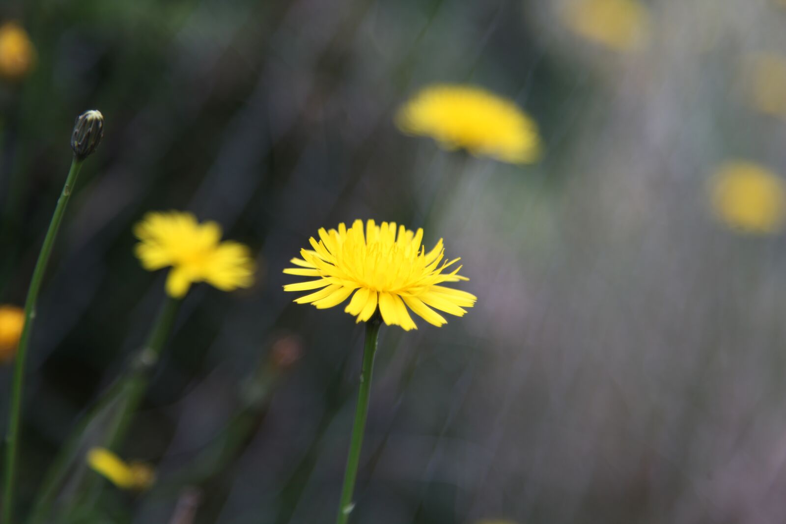 Canon EOS 5D Mark II sample photo. Flower, farm, spring photography