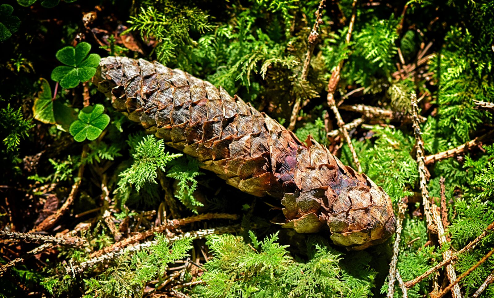 Nikon D7200 sample photo. Pine cones, nature, forest photography