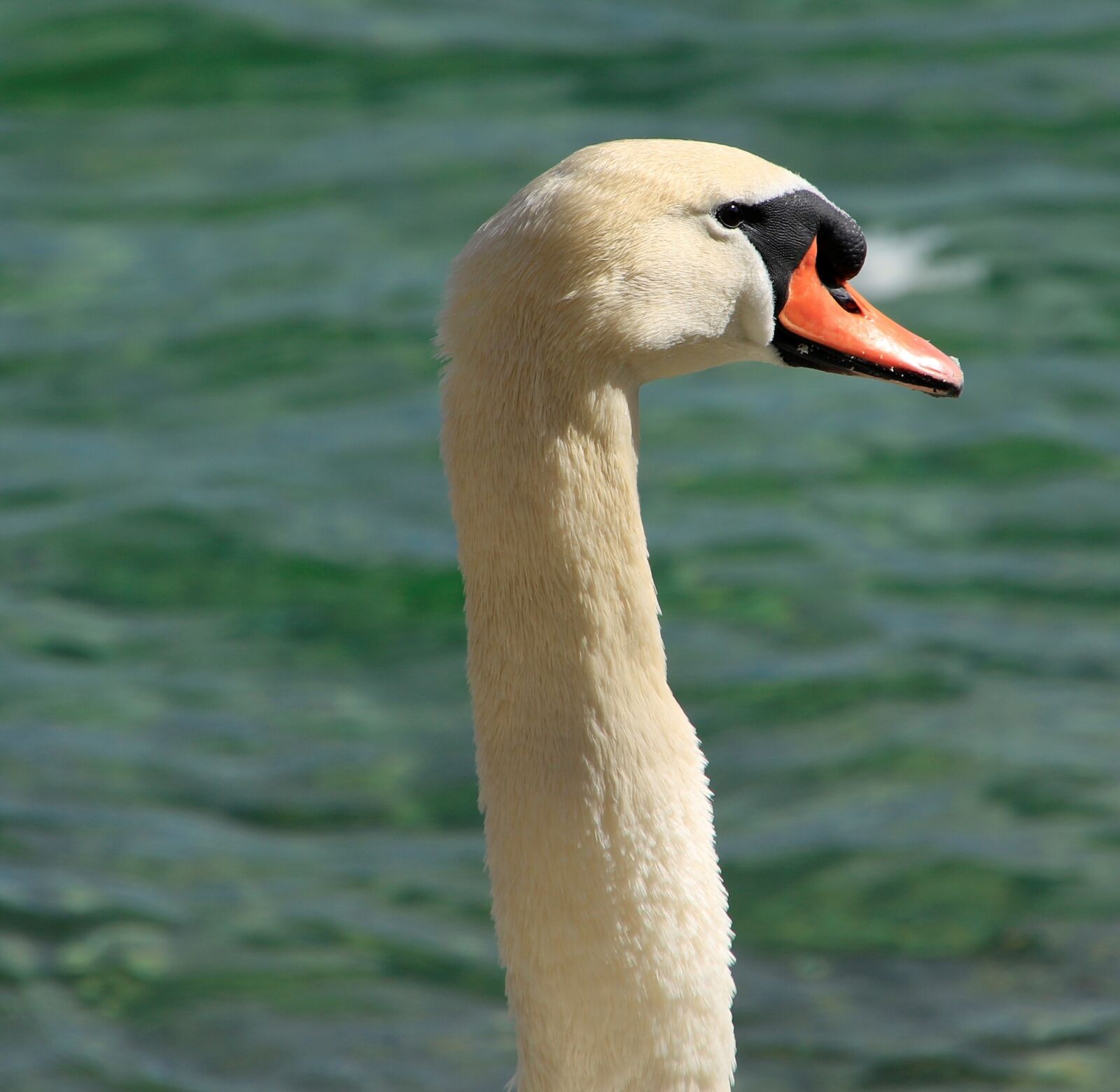 Canon EOS 7D Mark II sample photo. Swan, bird, lake constance photography