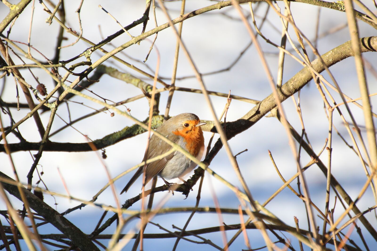 Canon EOS 600D (Rebel EOS T3i / EOS Kiss X5) sample photo. Robin, bird, winter photography