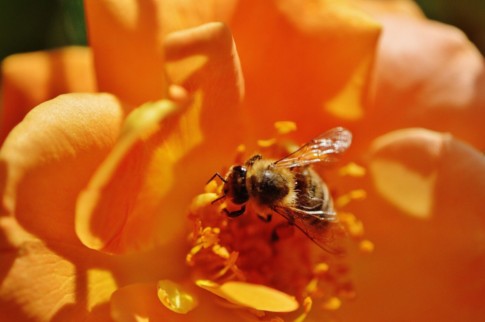 Nikon D3200 sample photo. Bee, flower, rose photography